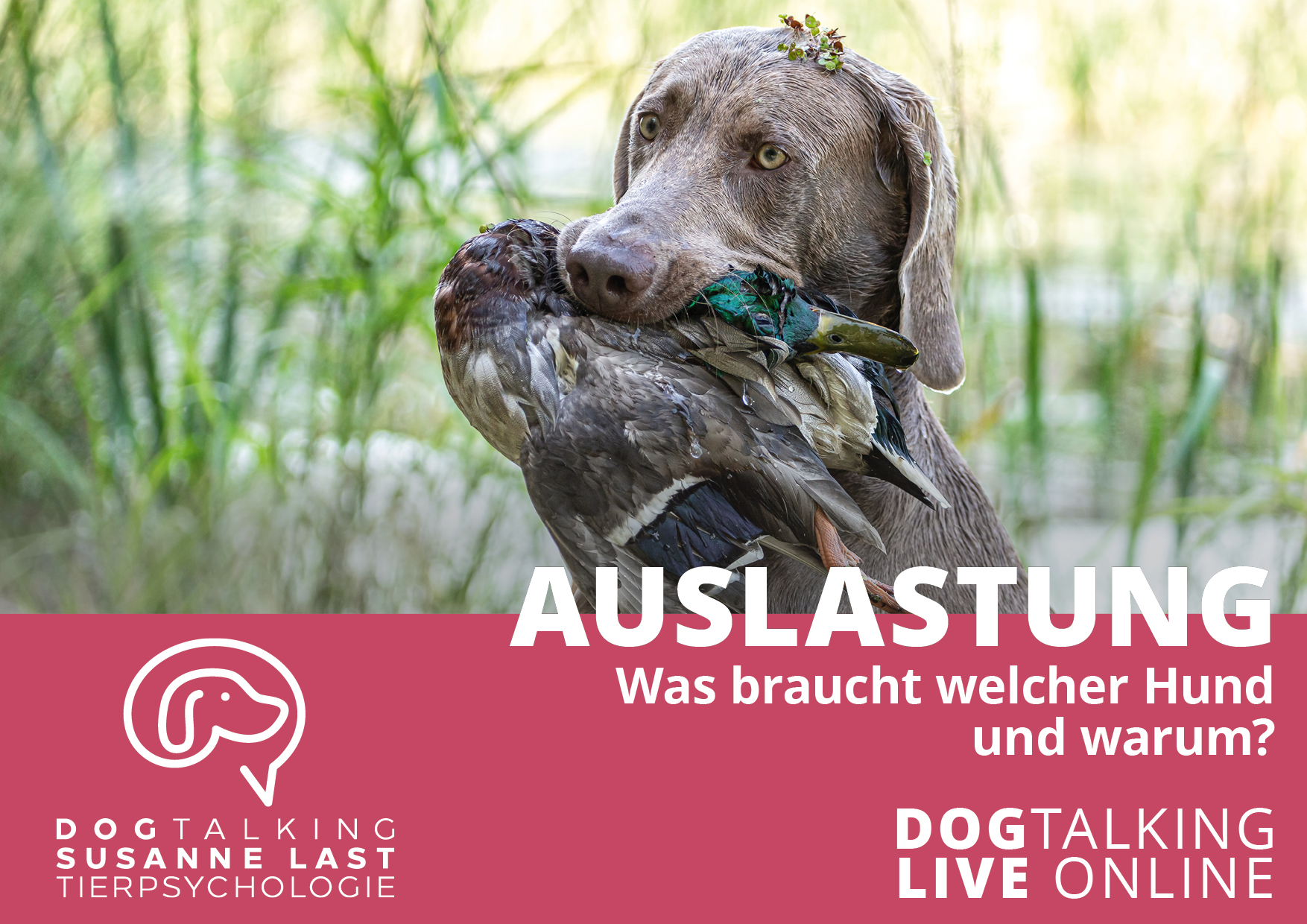 Auslastung -  Was braucht welcher Hund und warum? 