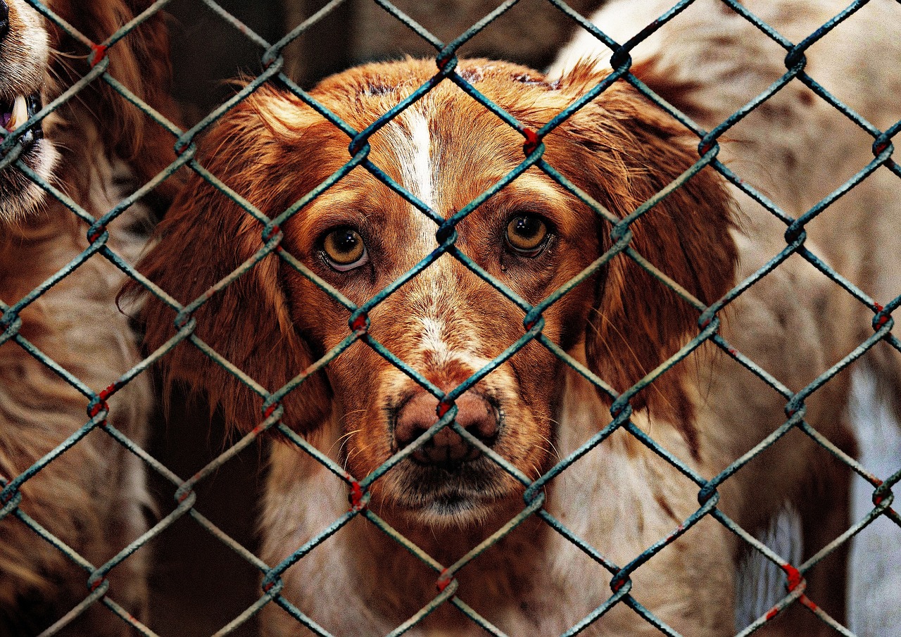 Tierschutzhunde - Übernahme und Integration in den Alltag  