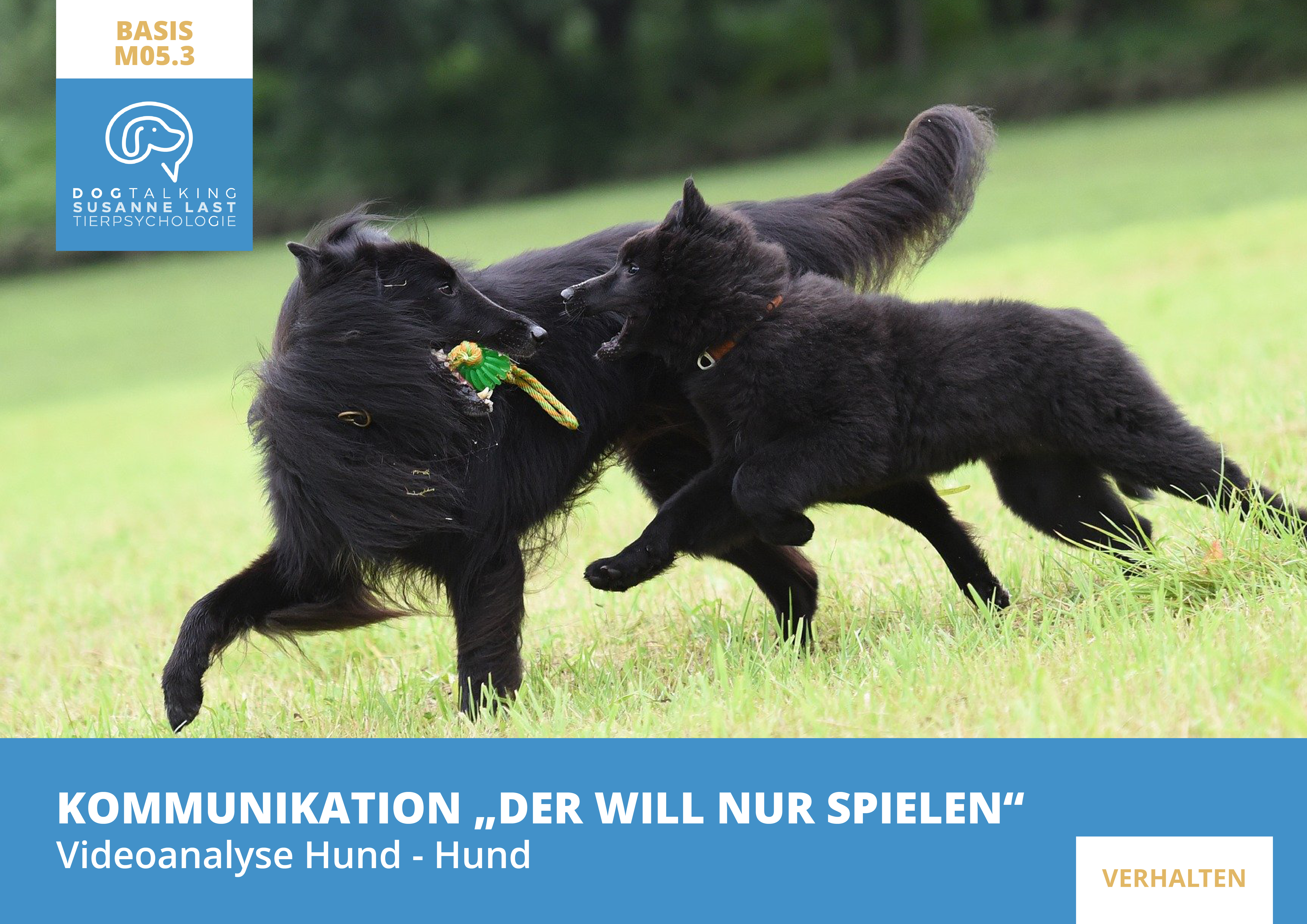 M05.3 Videoanalysen I Kommunikation "Der will nur spielen!"  Videoanalyse Hund-Hund