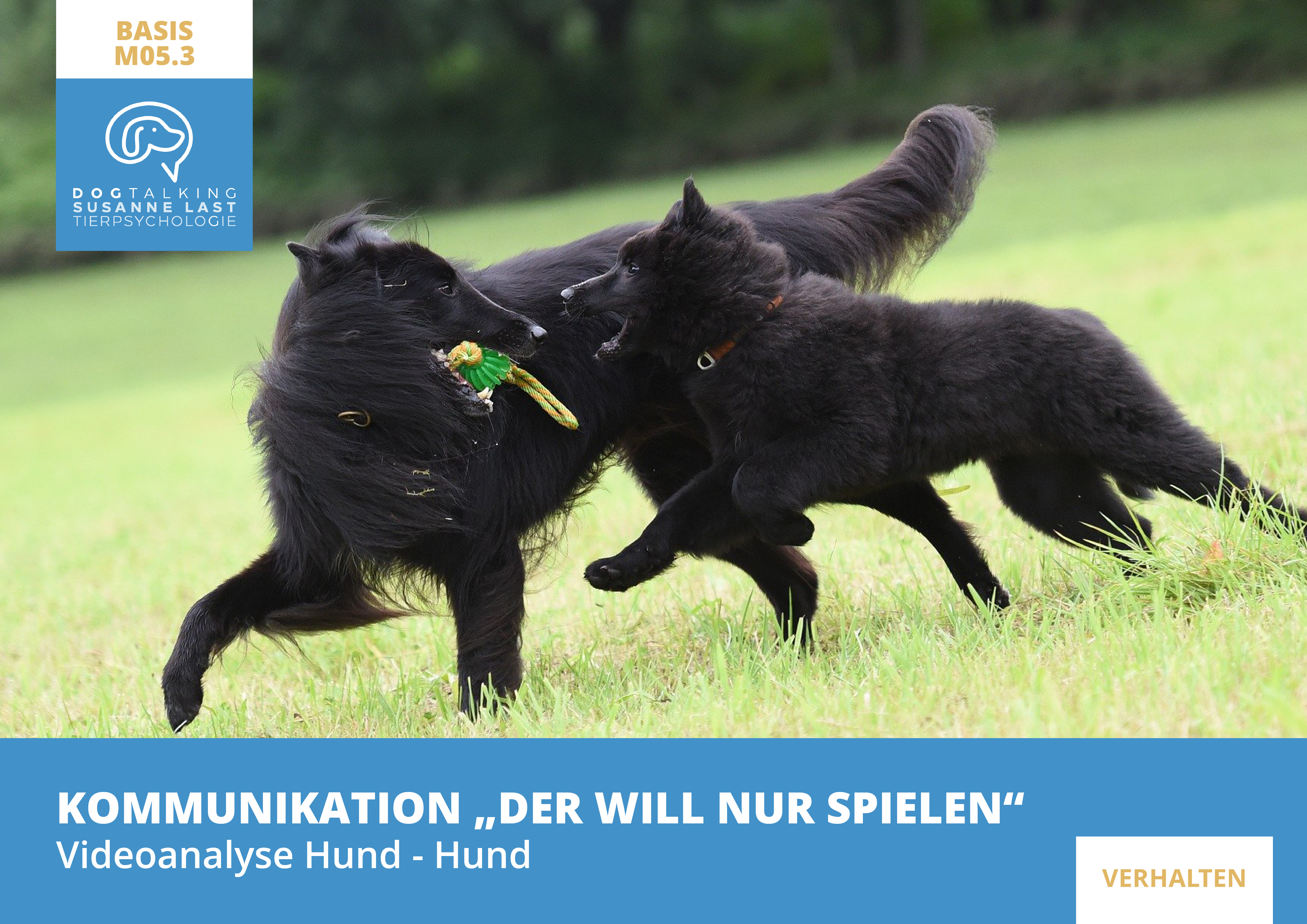 M05.3 Videoanalysen I Kommunikation "Der will nur spielen!"  Videoanalyse Hund-Hund