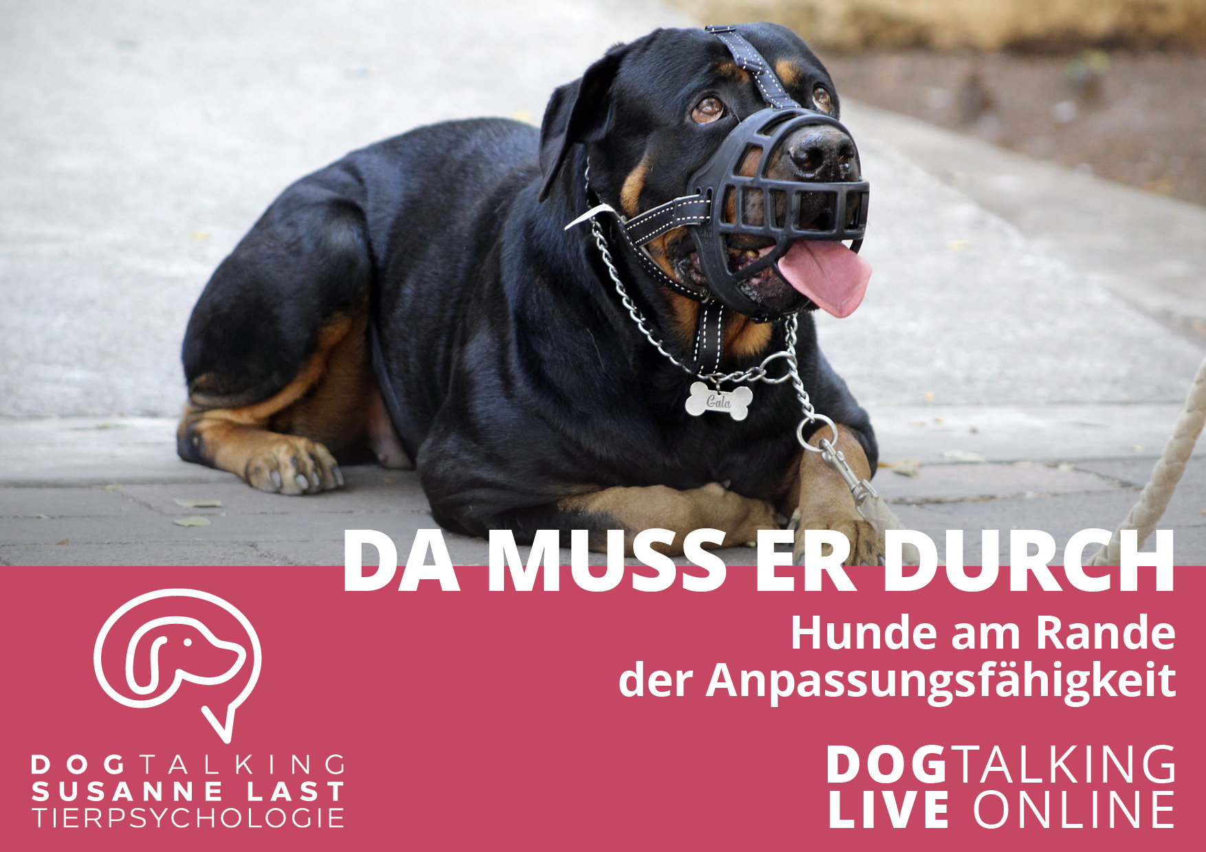 "Da muss er durch!" - Hunde am Rande ihrer Anpassungsfähigkeit
