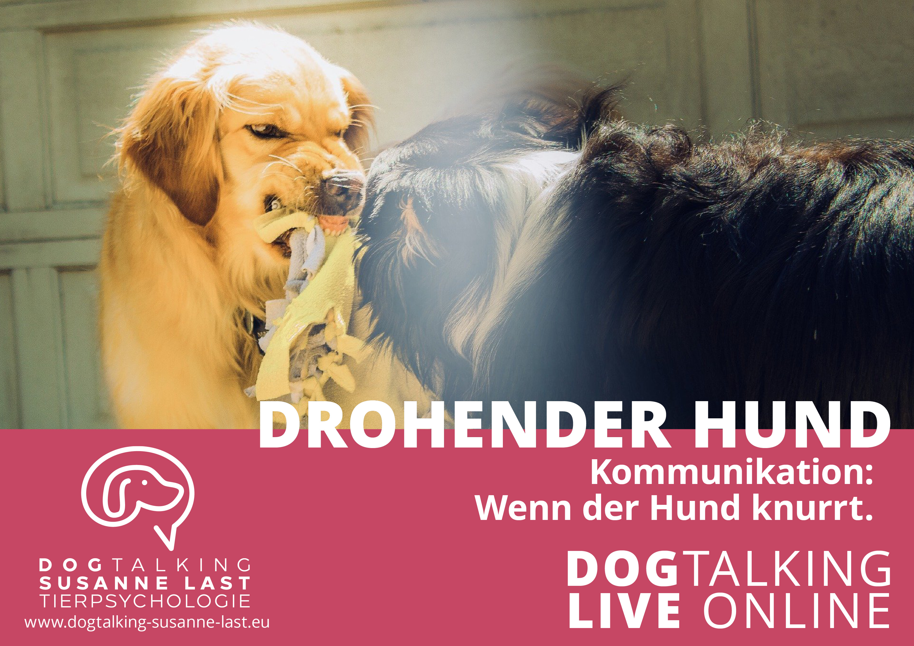 Drohender Hund - Kommunikation: Wenn der Hund knurrt 