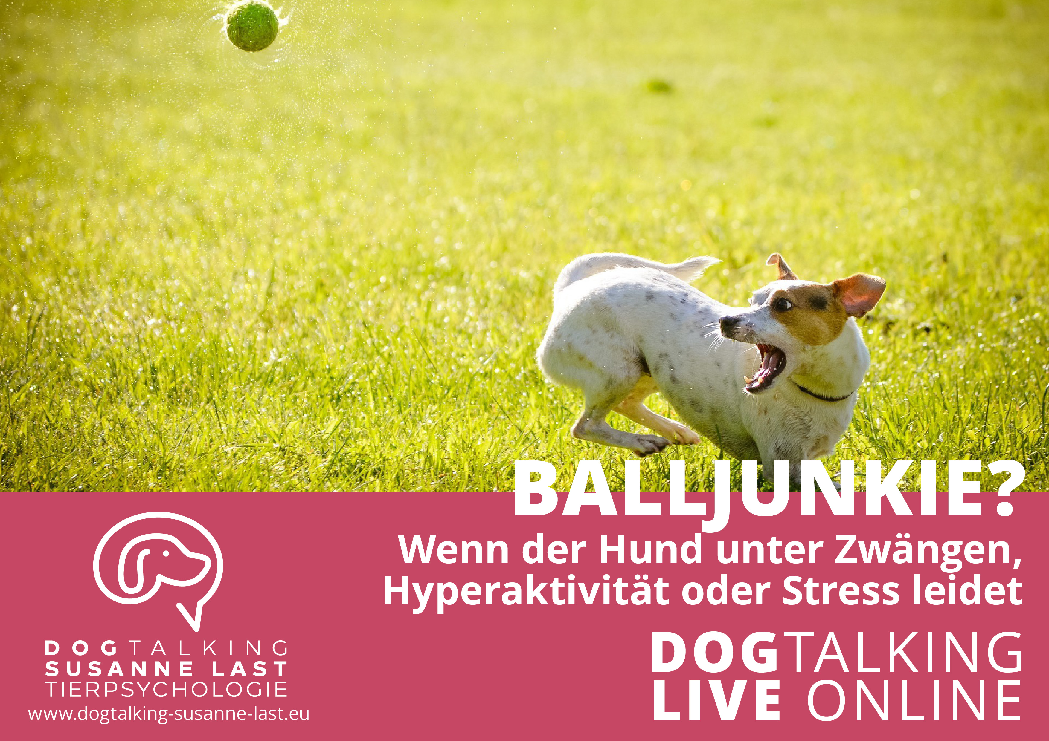 Balljunkie? - Wenn der Hund unter Zwängen, Hyperaktivität oder Stress leidet 