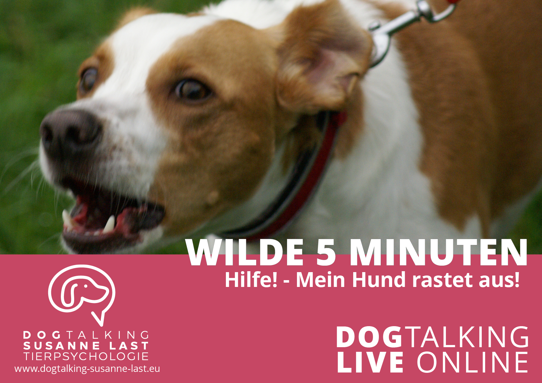 Wilde 5 Minuten - Hilfe! Mein Hund rastet aus!