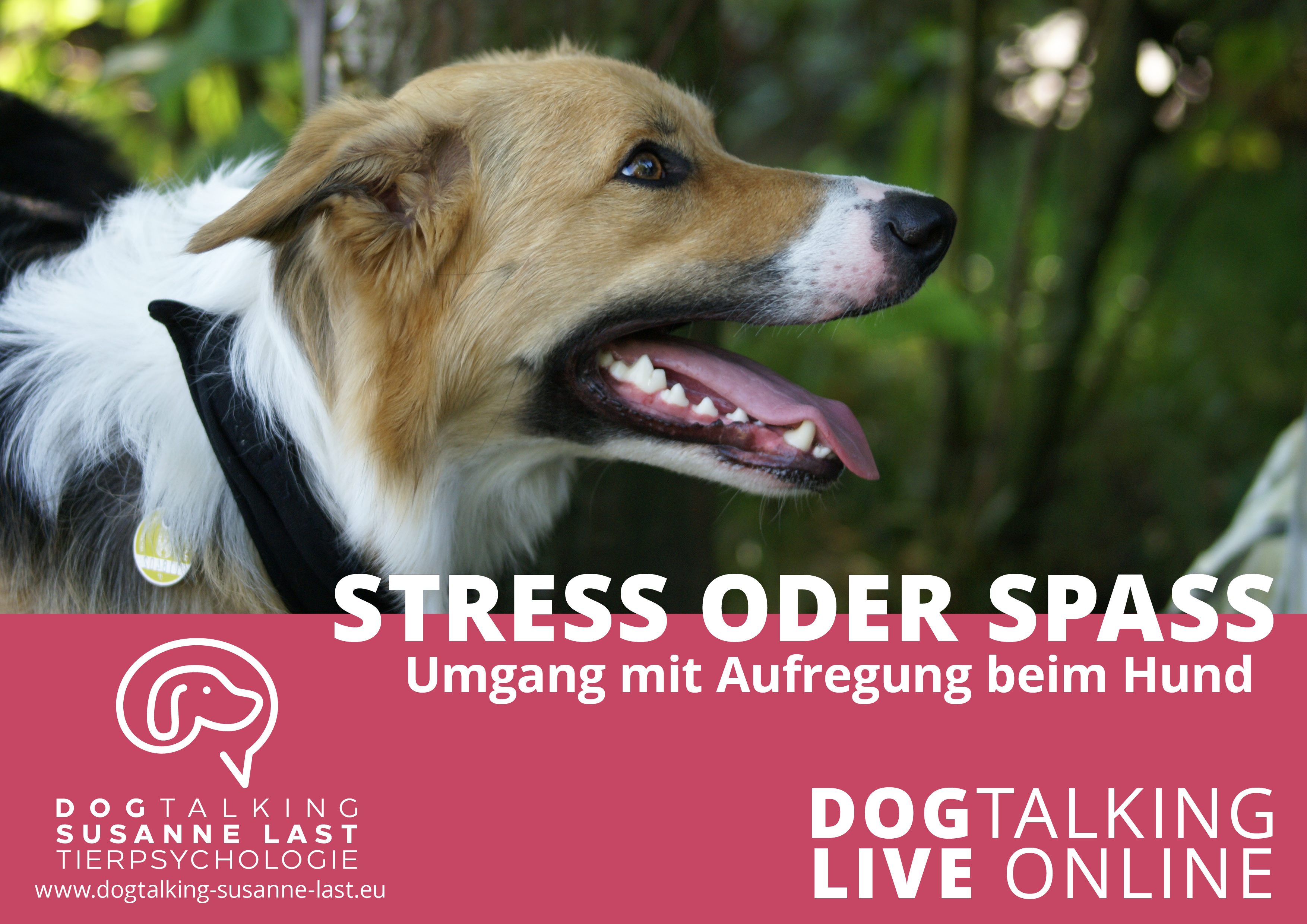 Stress oder Spass - Umgang mit Aufregung beim Hund