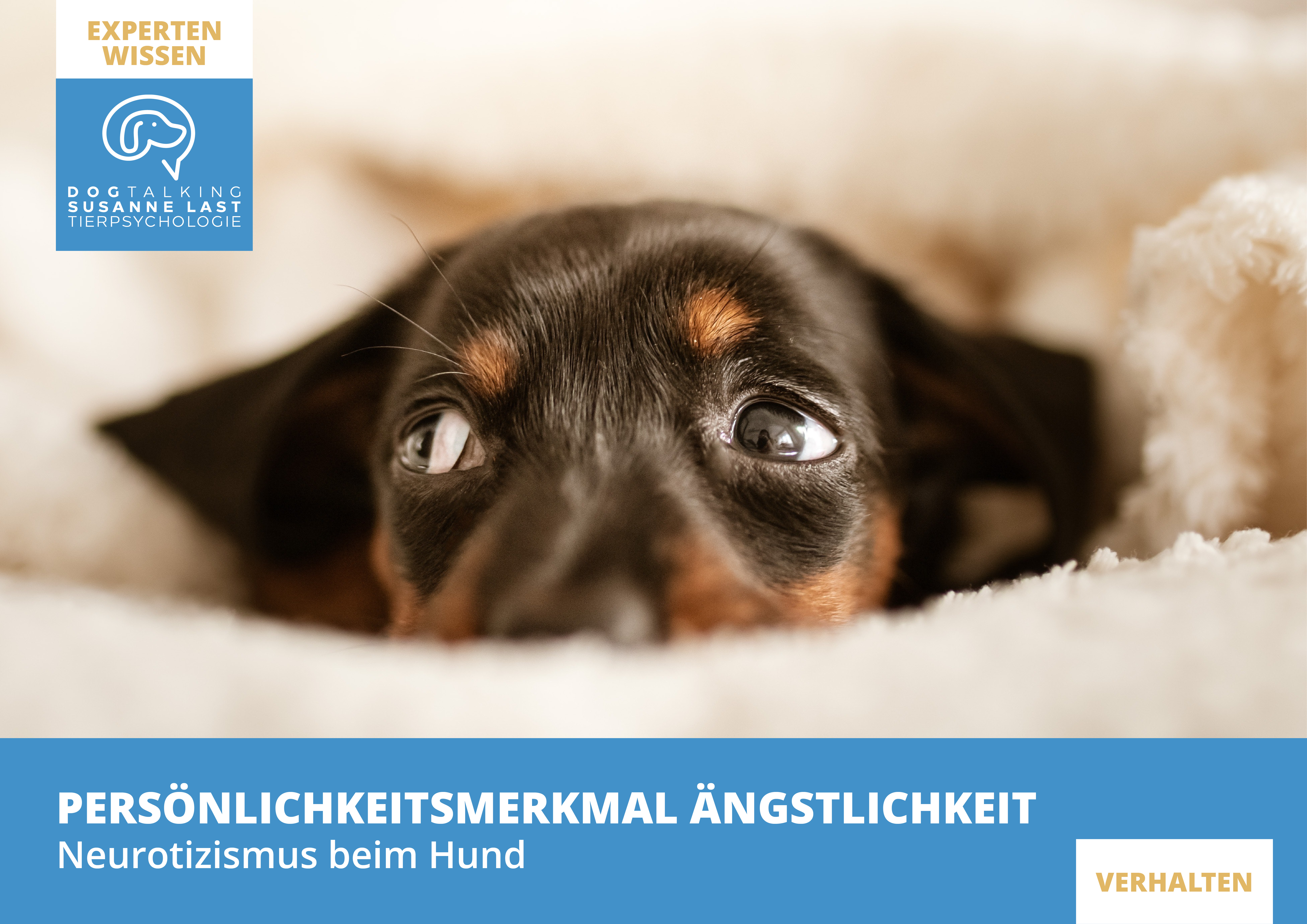Persönlichkeitsmerkmal Ängstlichkeit - Neurotizismus beim Hund - Ganztagesseminar