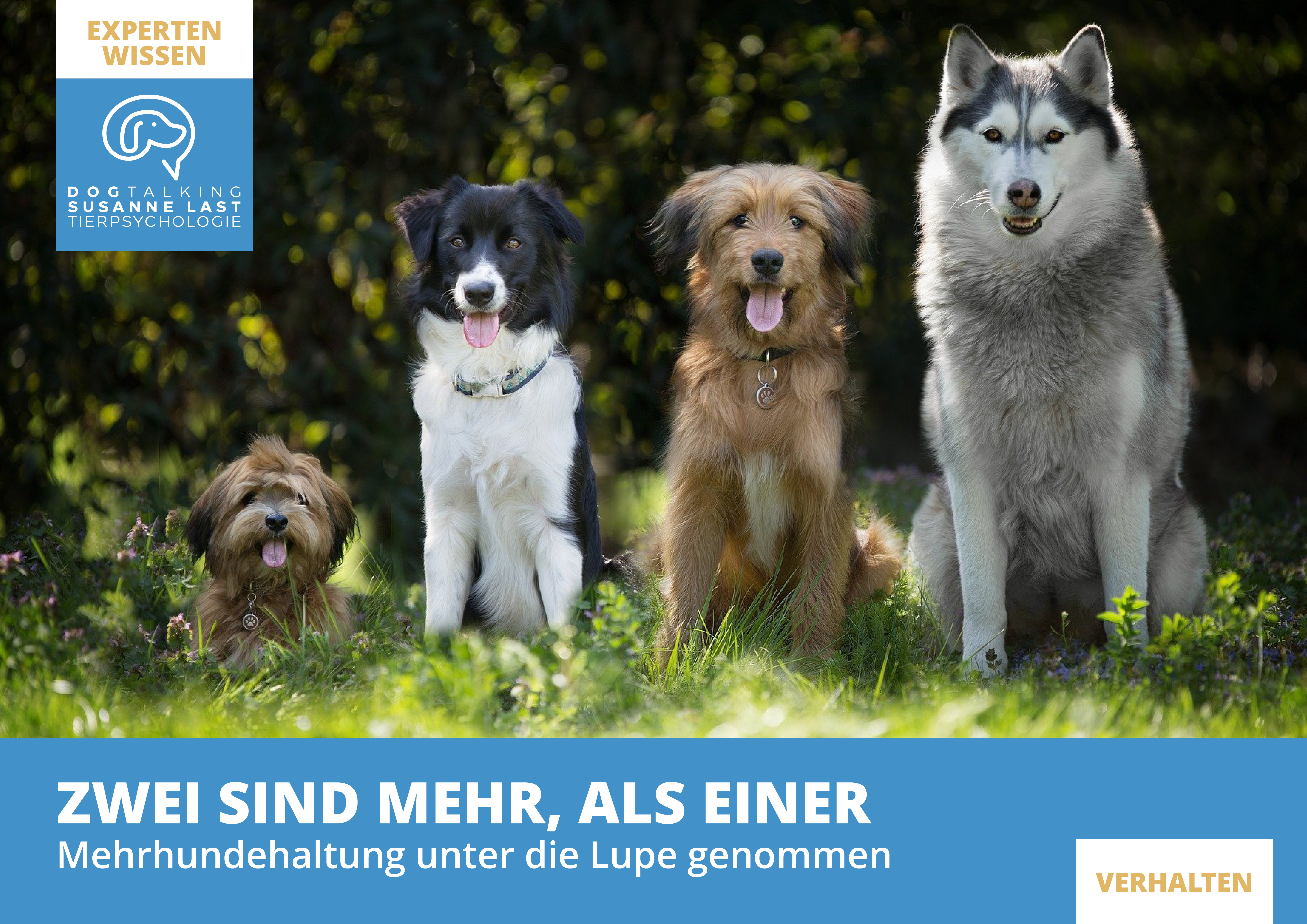 Zwei sind mehr als einer - Mehrhundehaltung unter die Lupe genommen