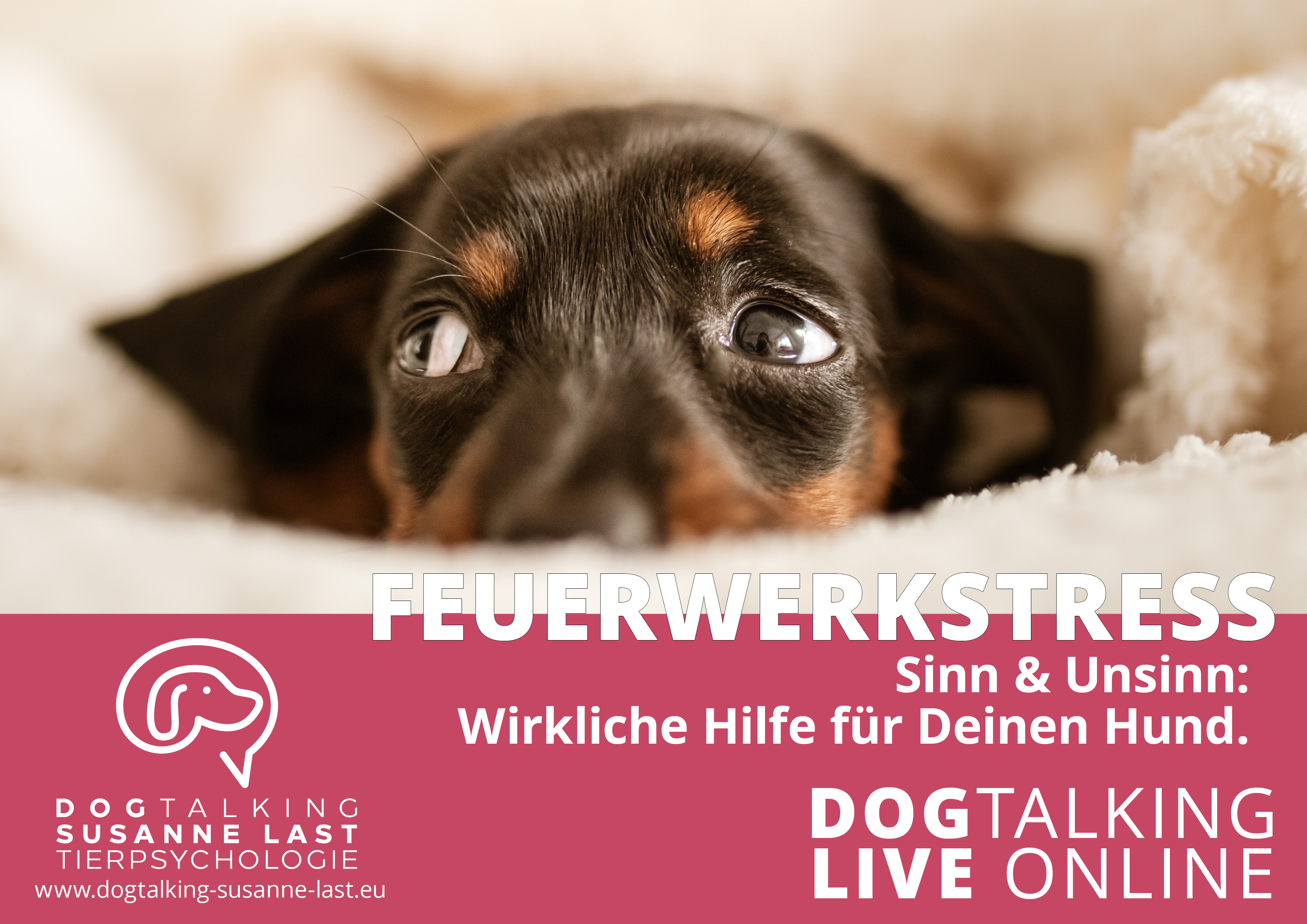 GRATIS! Feuerwerkstress - was wirklich hilft