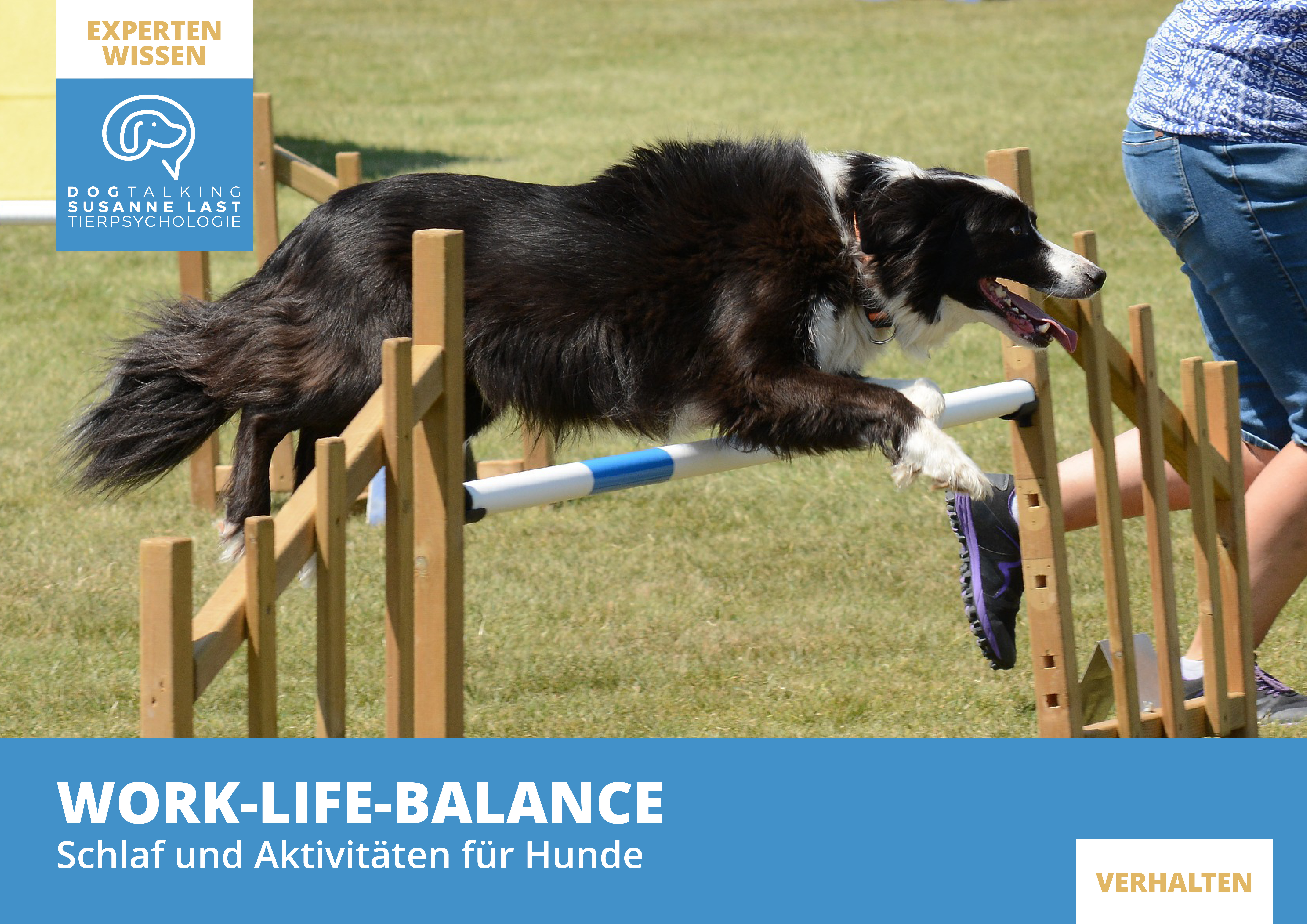 Work-Life-Balance Schlaf und Aktivitäten für Hunde