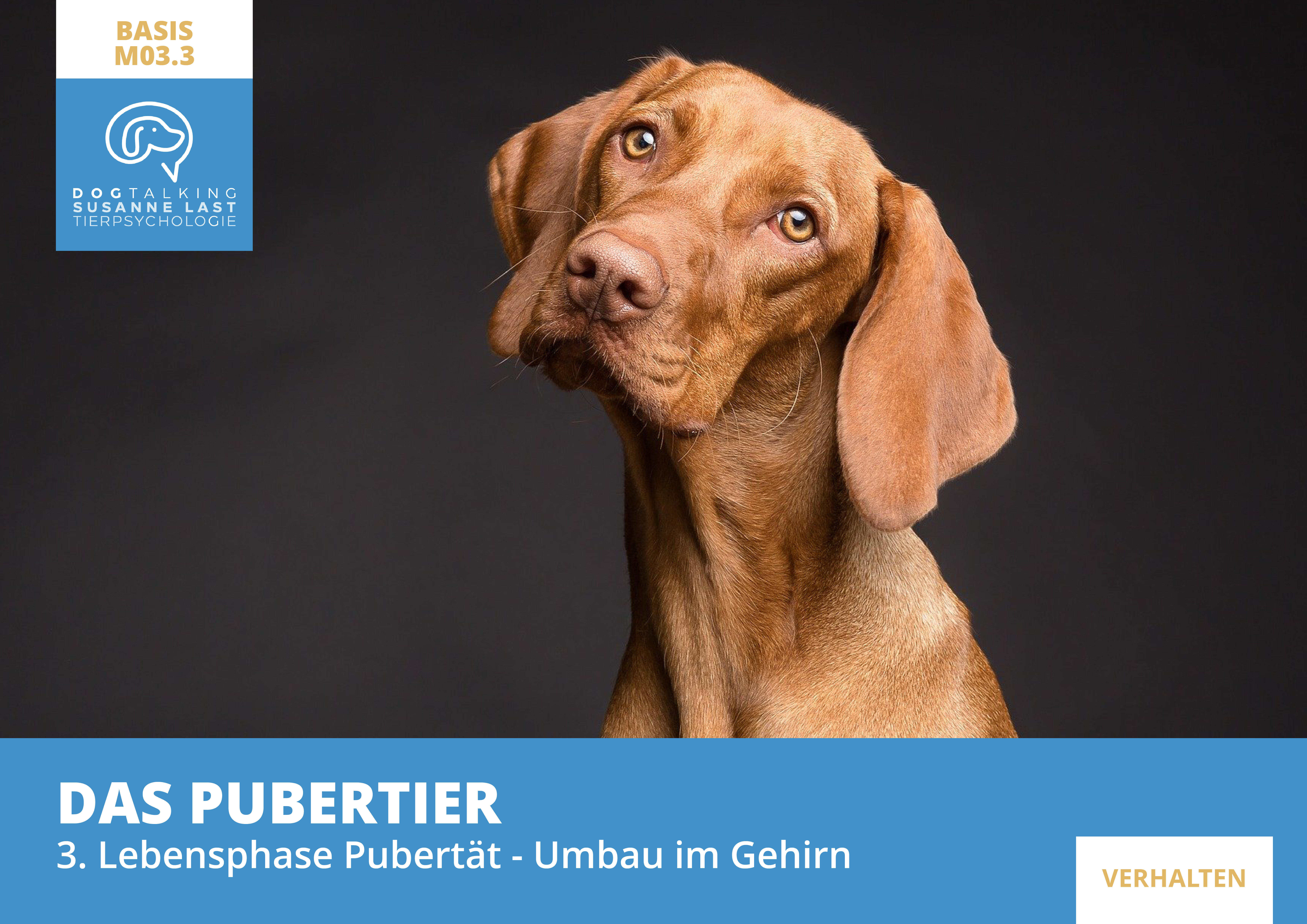 M03.3 Das Pubertier - 3.Lebensphase Pubertät - Umbau im Gehirn