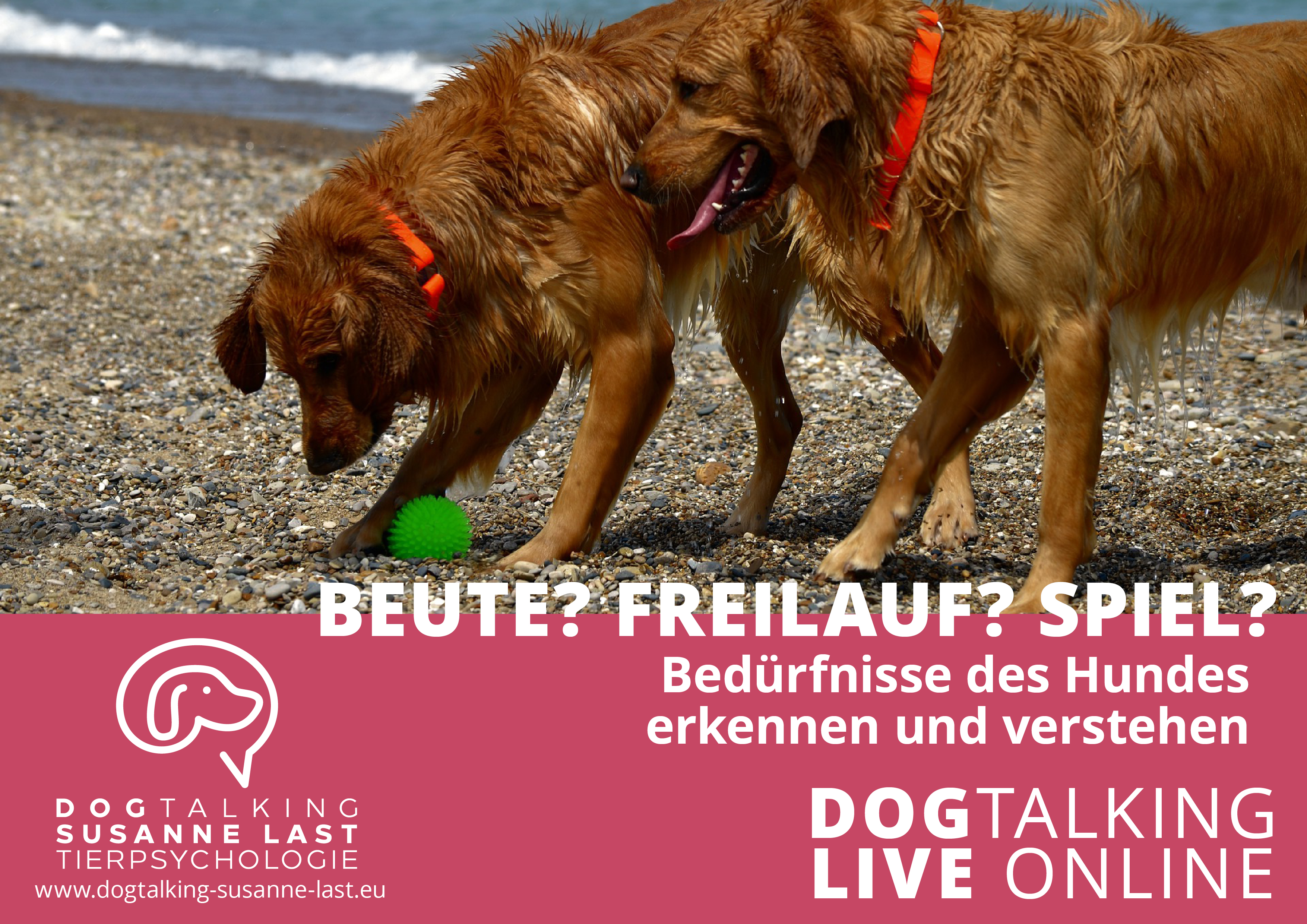 Beute? Freilauf? Spiel? - welche Bedürfnisse hat mein Hund?