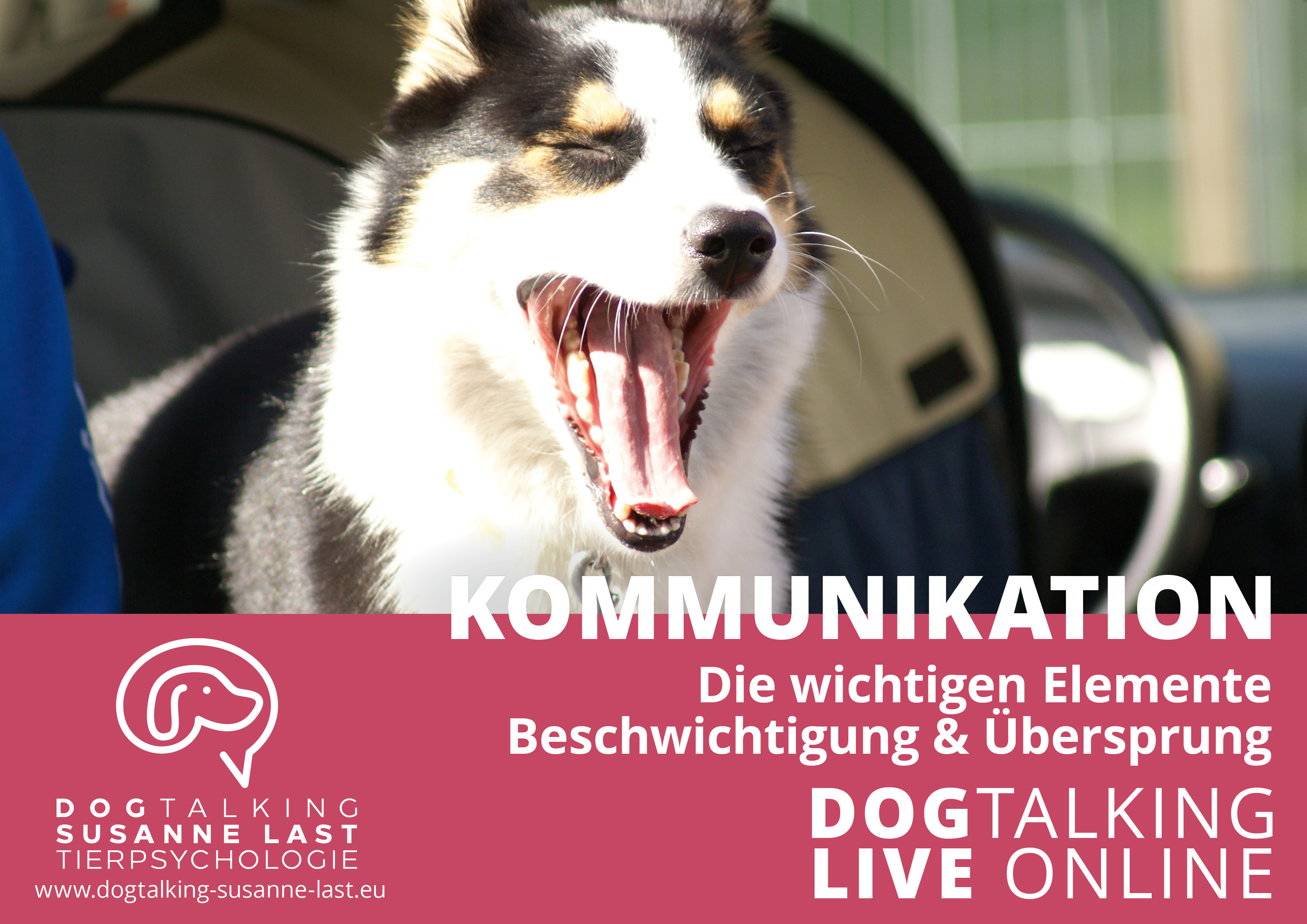 Kommunikation Die wichtigen Elemente Beschwichtigung & Übersprung