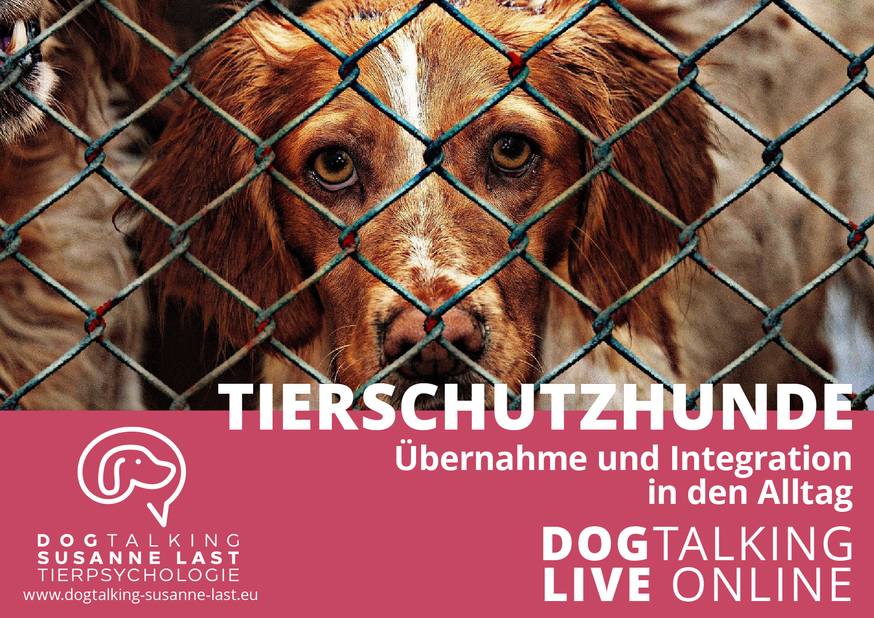 Tierschutzhunde - Übernahme und Integration in den Alltag  