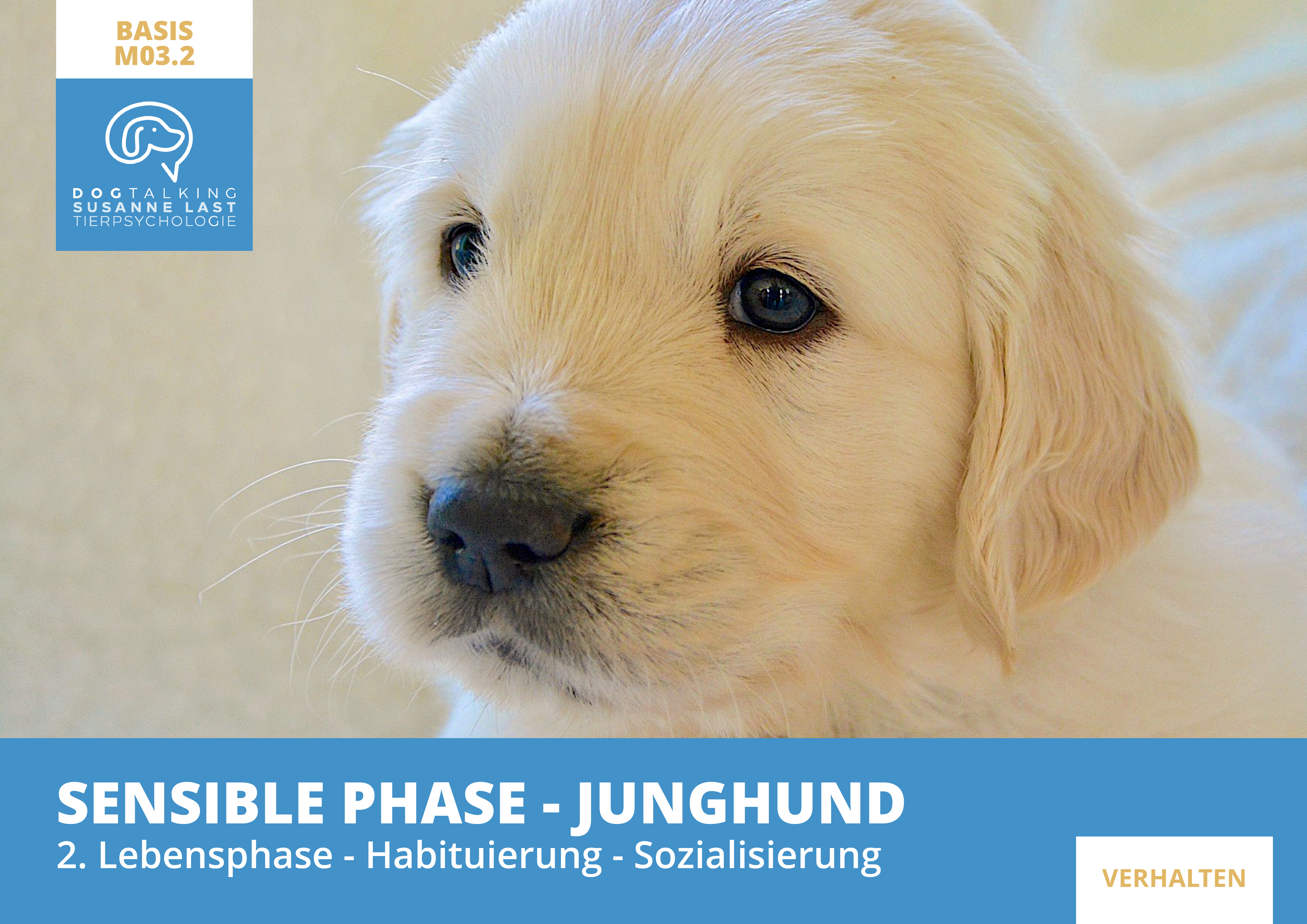 M03.2 Sensible Phase - Junghund - 2.Lebensphase: Habituierung - Sozialisierung