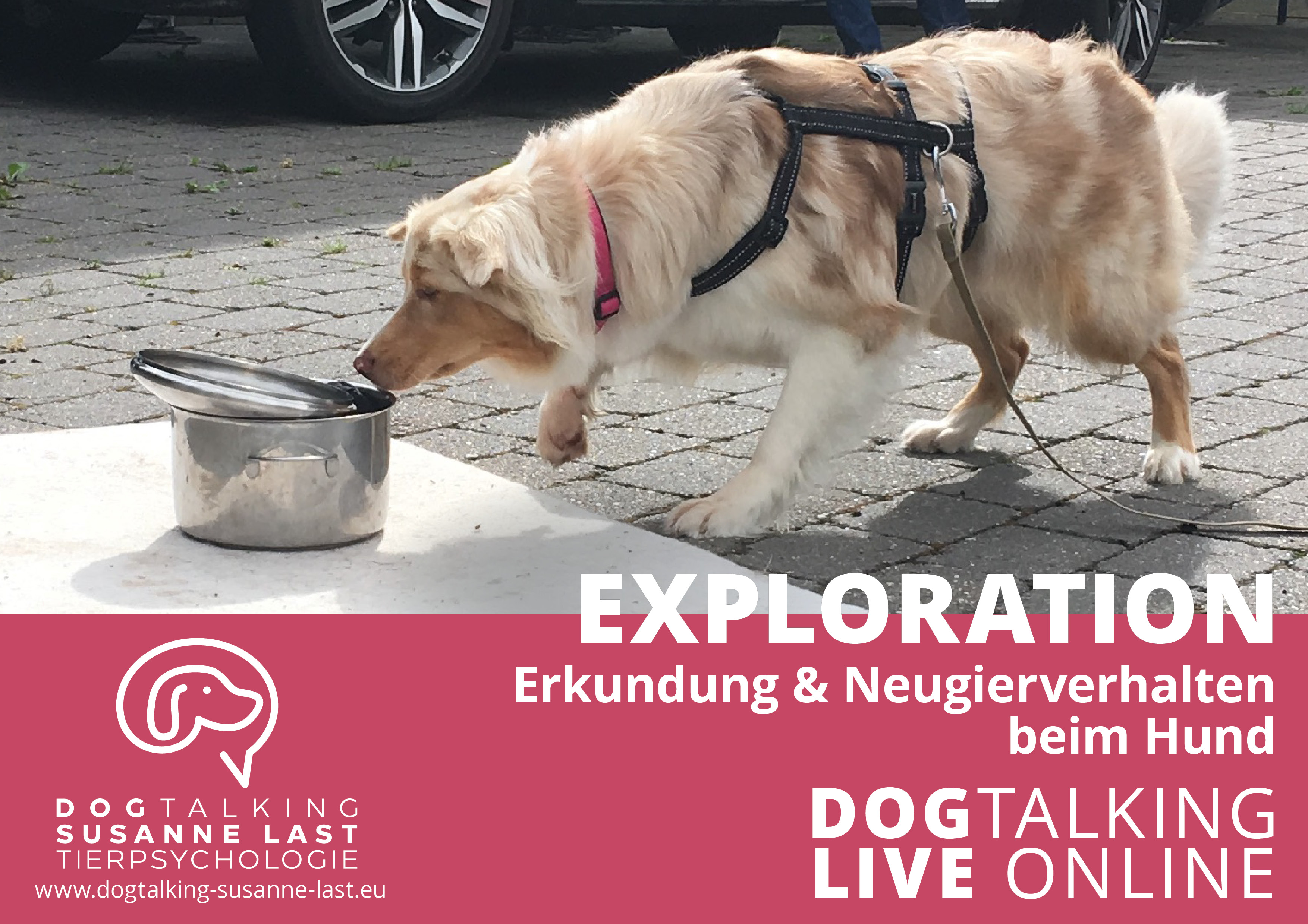 Exploration Erkundung & Neugierverhalten beim Hund