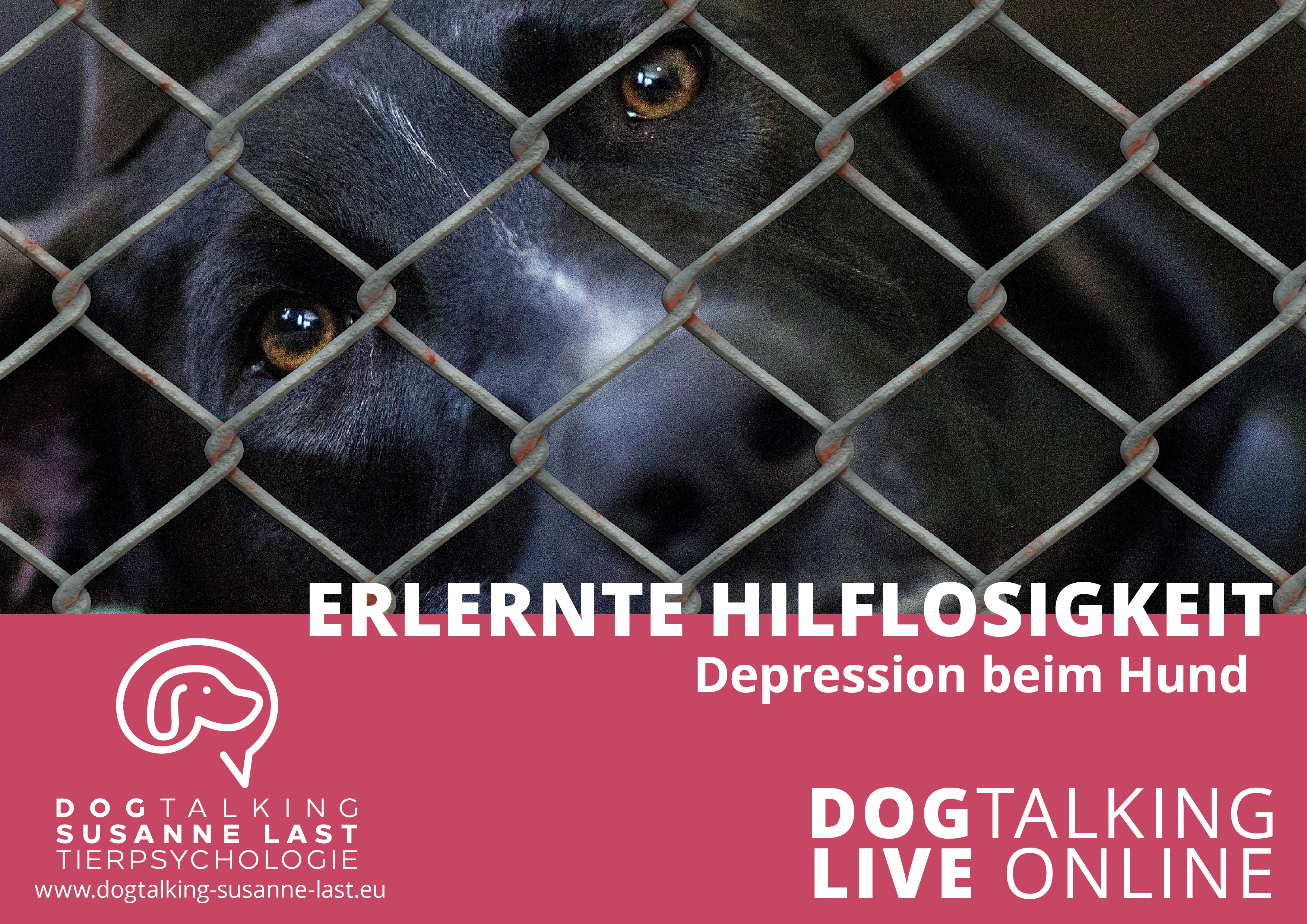 Erlernte Hilflosigkeit - Depression beim Hund