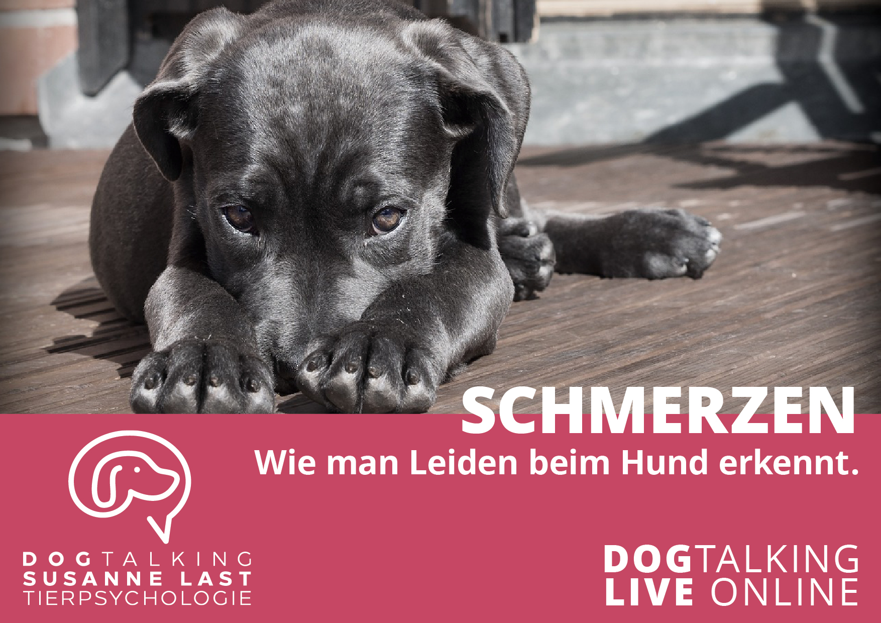 Schmerzen - wie man Leiden beim Hund erkennt