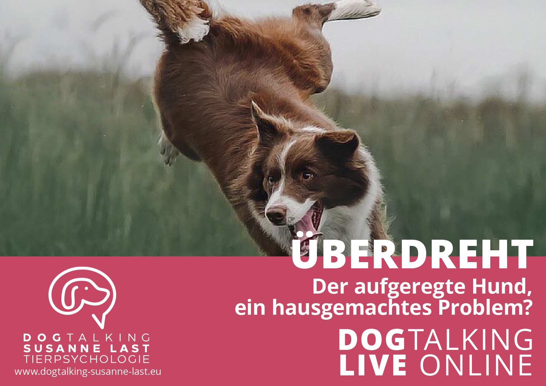 Überdreht - Der aufgedrehte Hund, ein hausgemachtes Problem?