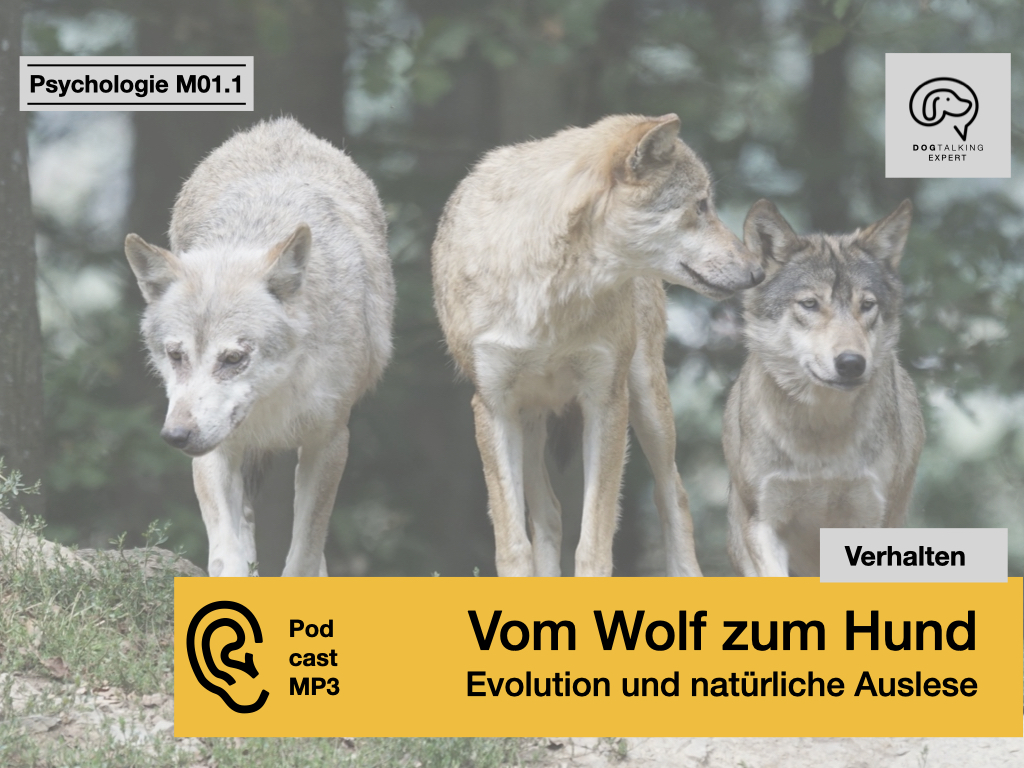 Audio M01.1 Vom Wolf zum Hund - Evolution und natürliche Auslese