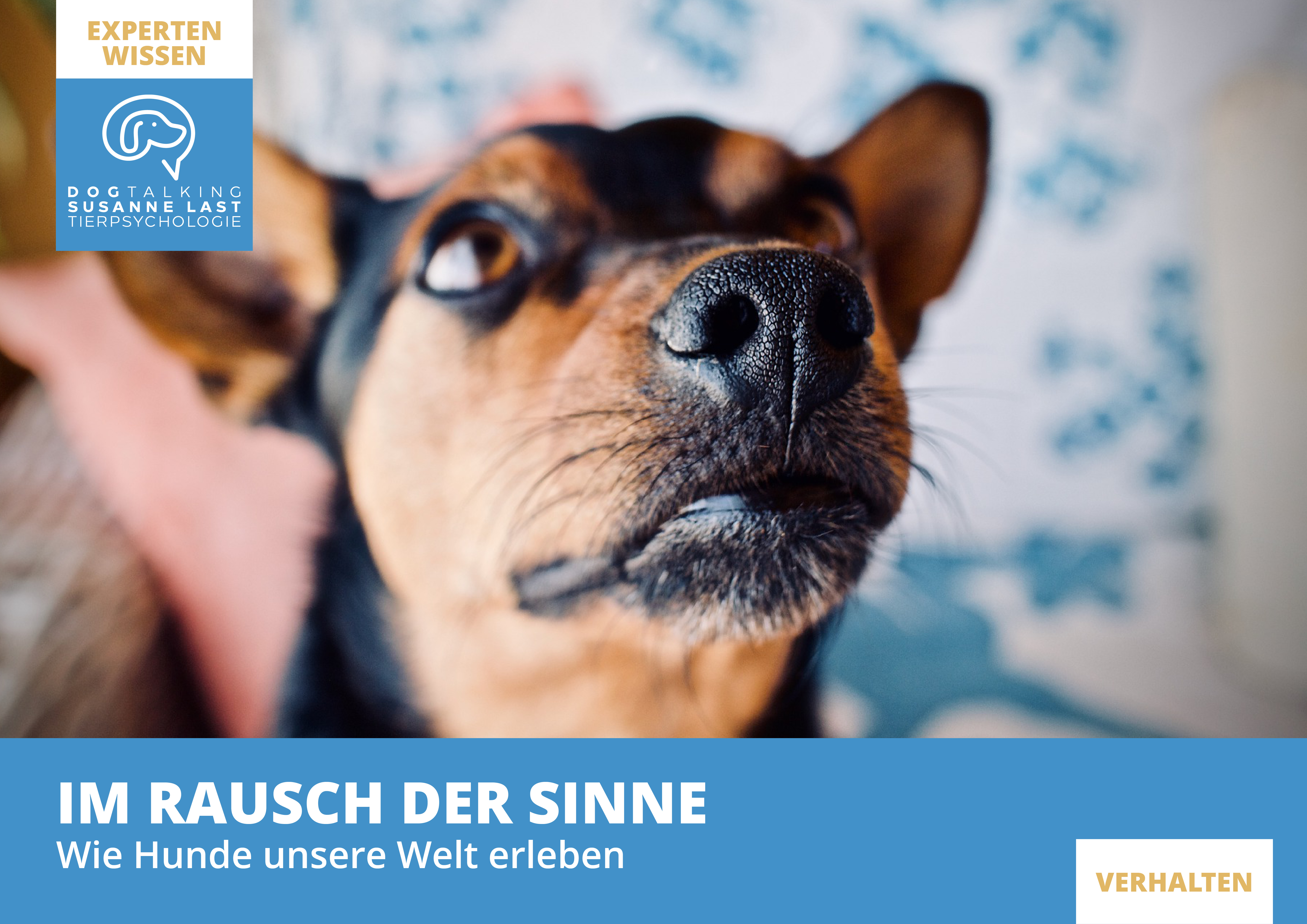 Im Rausch der Sinne - wie Hunde unsere Welt erleben