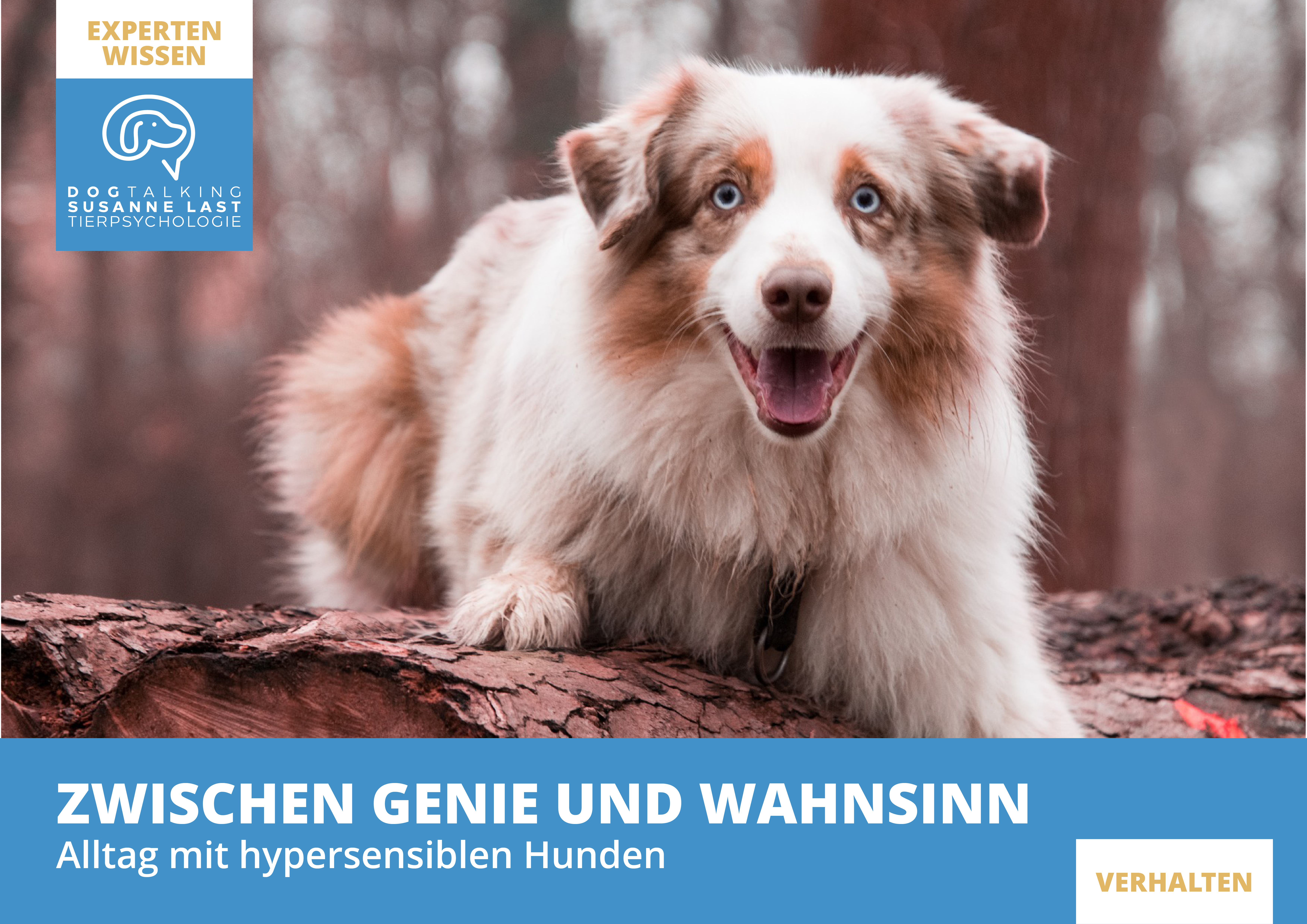Zwischen Genie und Wahnsinn - Leben mit hypersensiblen Hunden