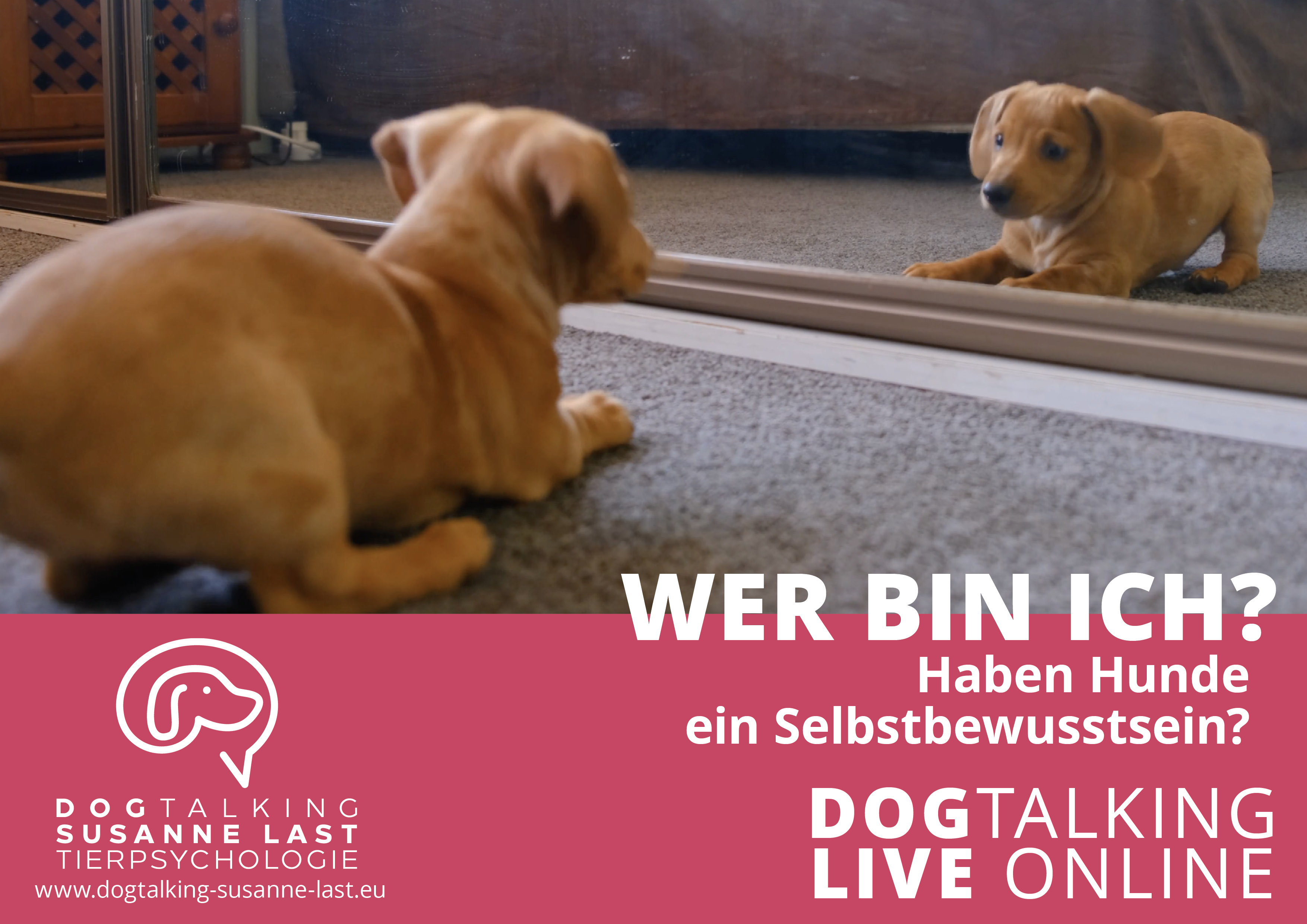 Wer bin ich? Haben Hunde ein Selbstbewusstsein? 