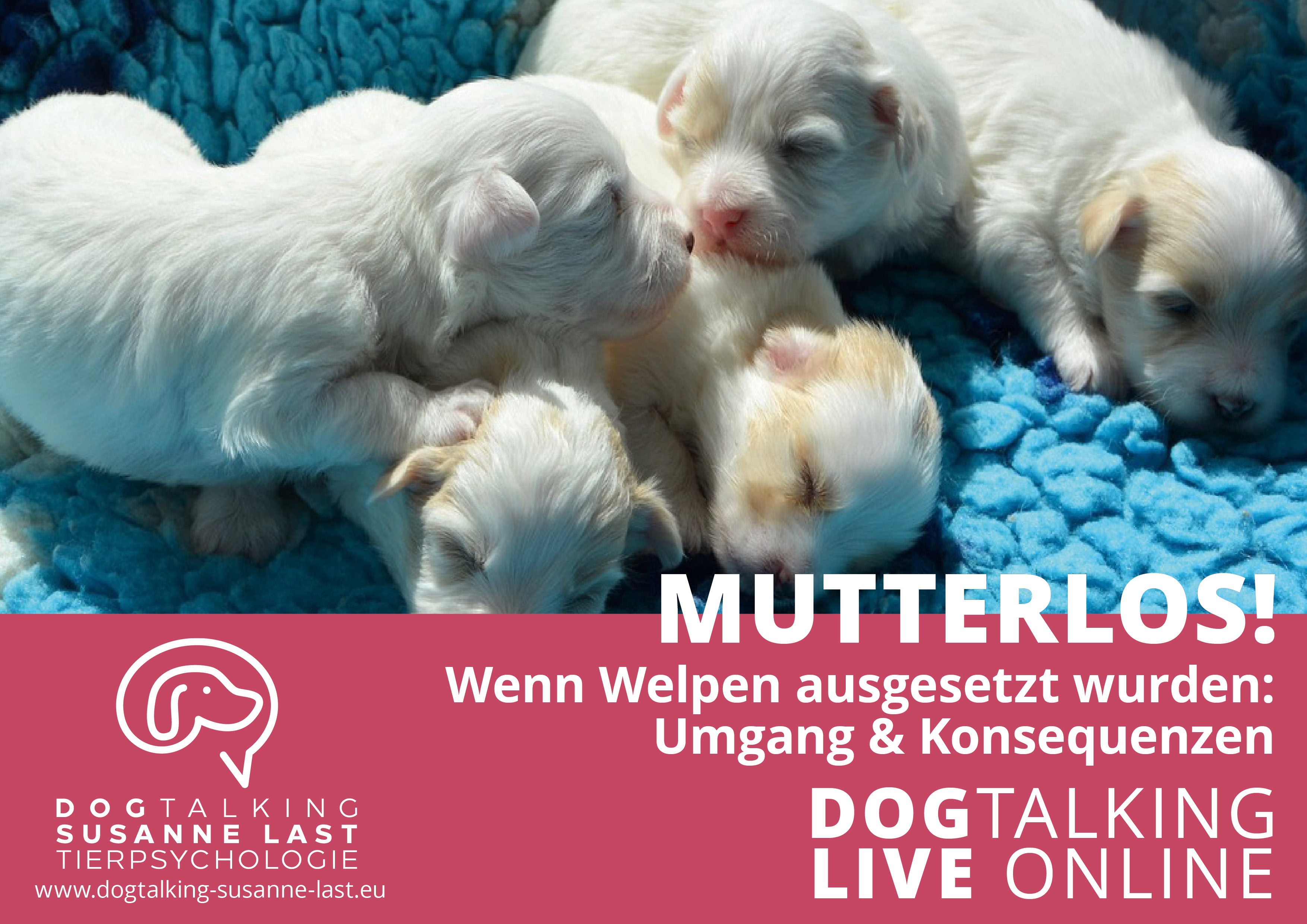 Mutterlos! Wenn Welpen ausgesetzt wurden: Umgang & Konsequenzen