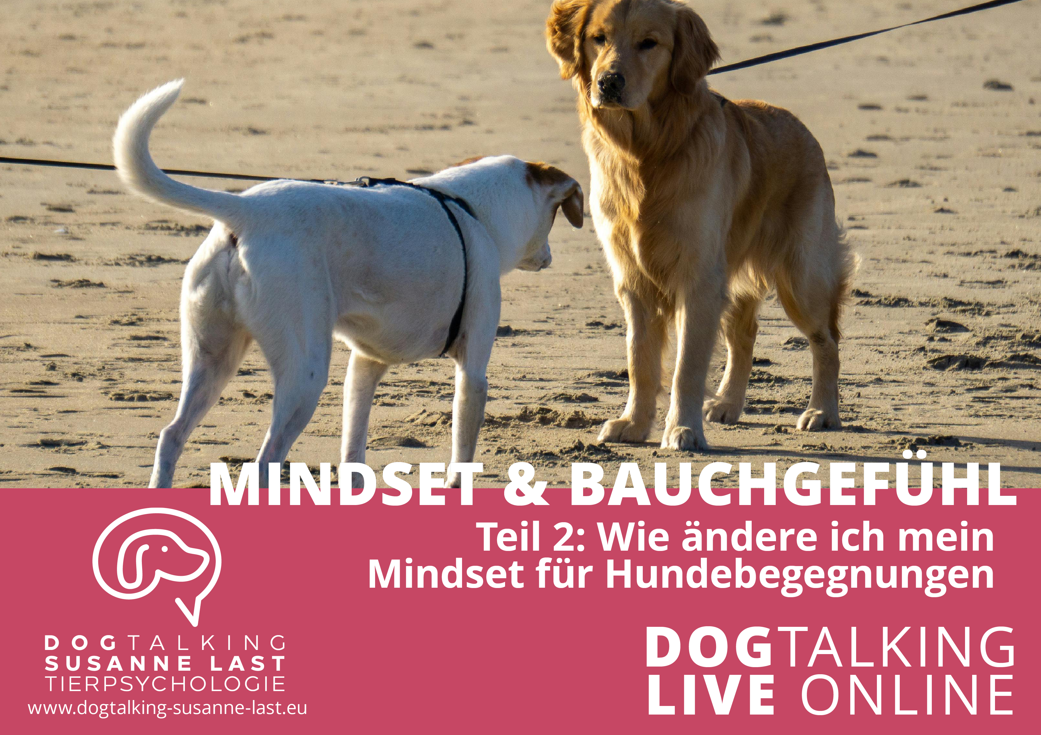 Mindset & Bauchgefühl Teil 2 Wie ändere ich mein Mindset in Hundebegegnungen?