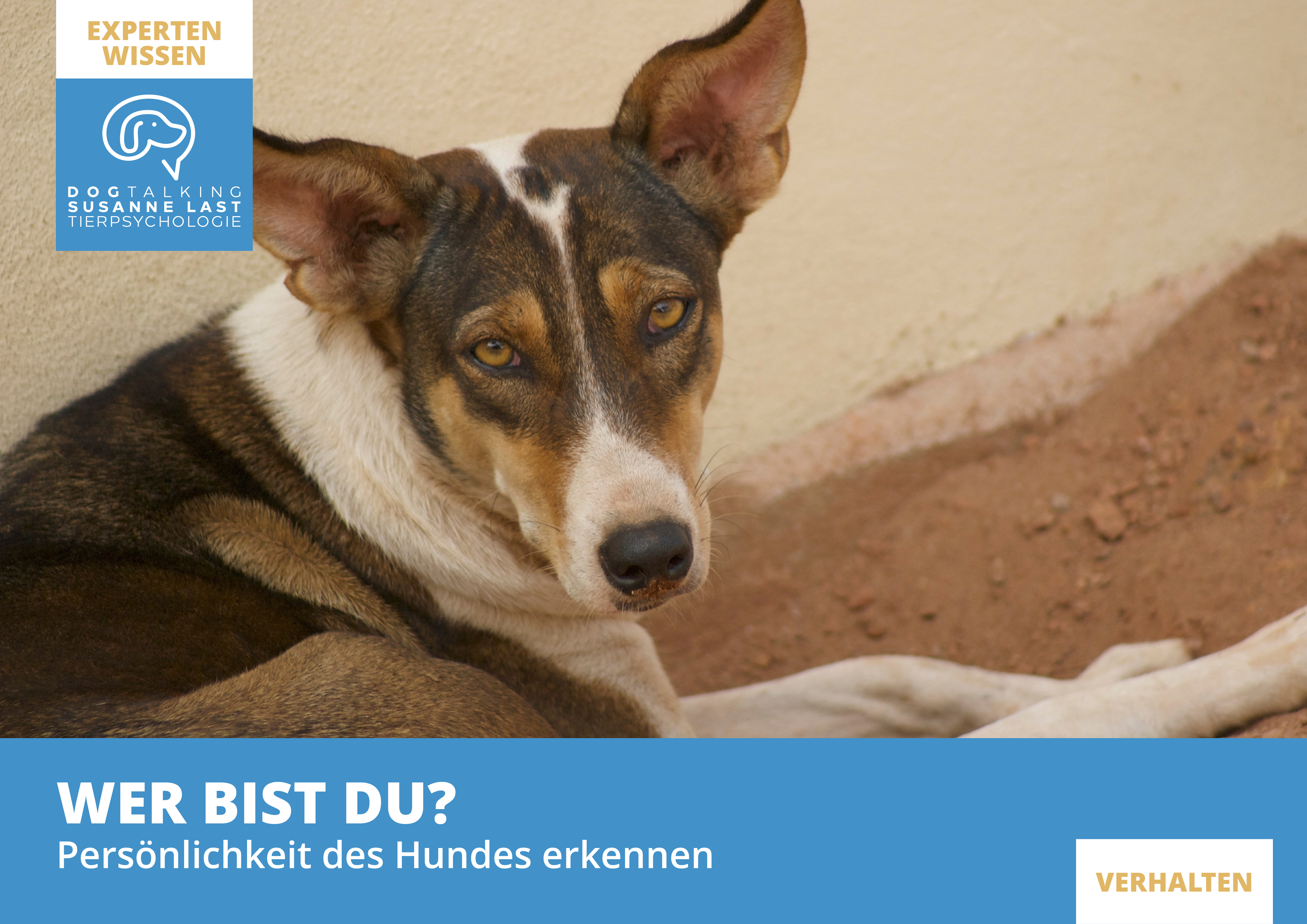 Wer bist Du? - Persönlichkeiten des Hundes erkennen