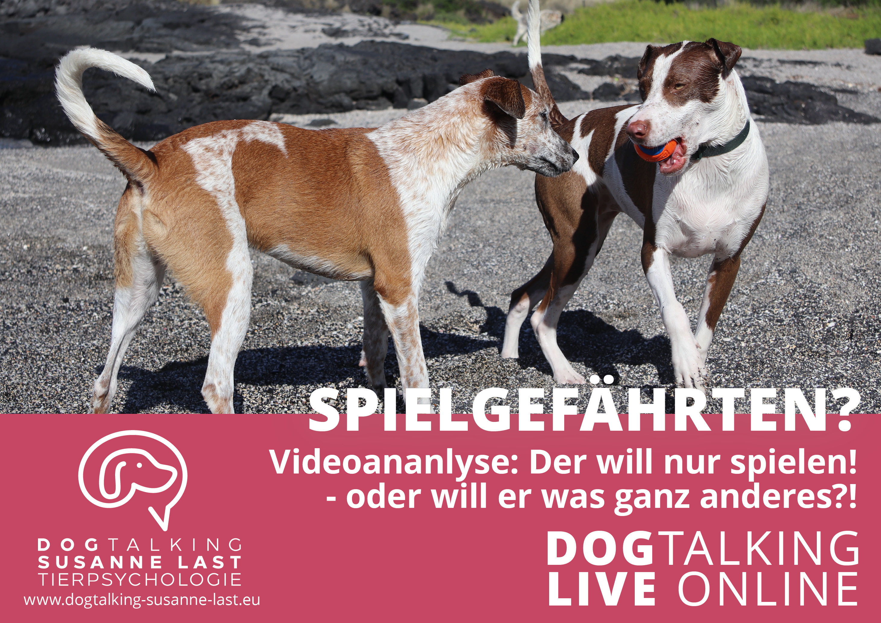Spielgefährten? Videoanalyse: Der will nur spielen! - oder will er was ganz anderes? 