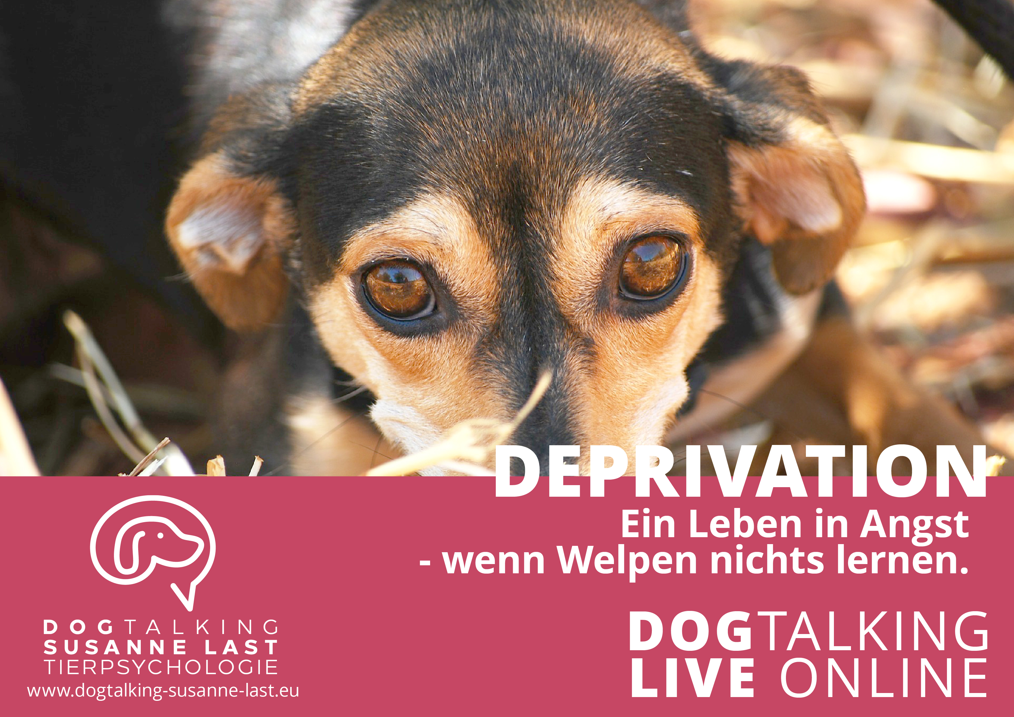 Deprivation - ein Leben in Angst: Wenn Welpen nichts lernen 