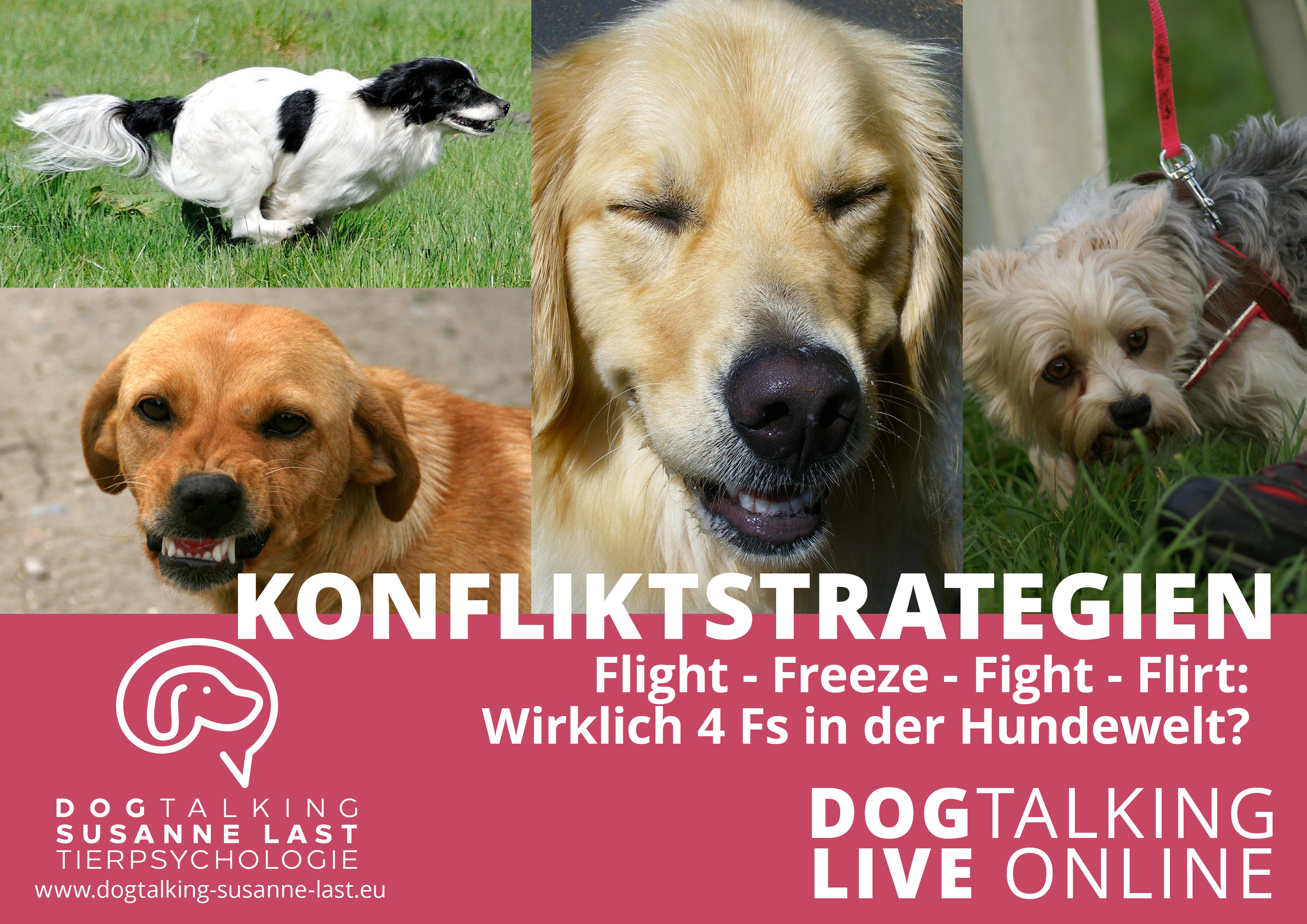 Konfliktstrategien  Flight Flucht, Freeze Einfrieren, Fight Angreifen, Flirt albern sein