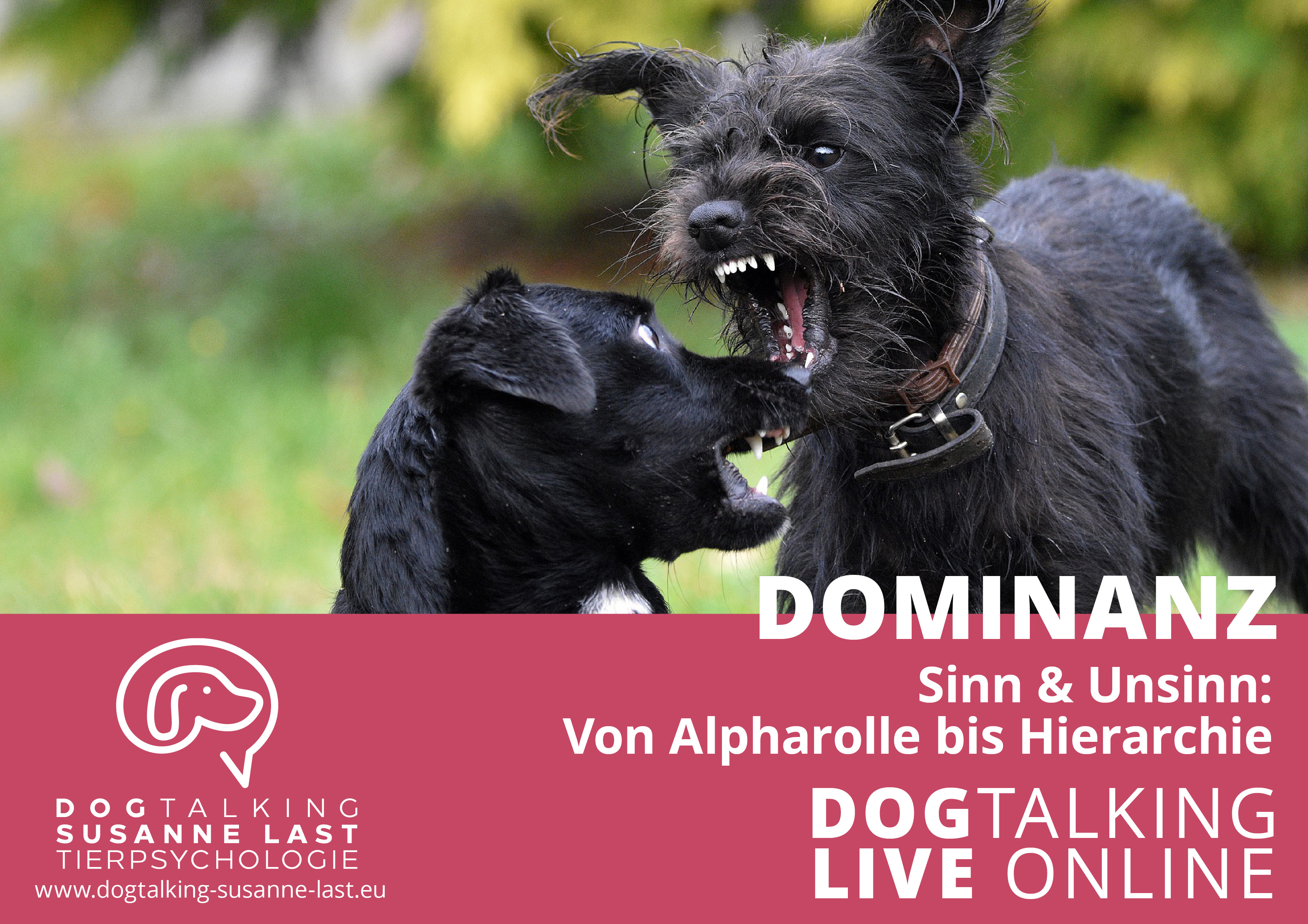 Dominanz - Sinn & Unsinn: Von Alpharolle bis Hierarchie