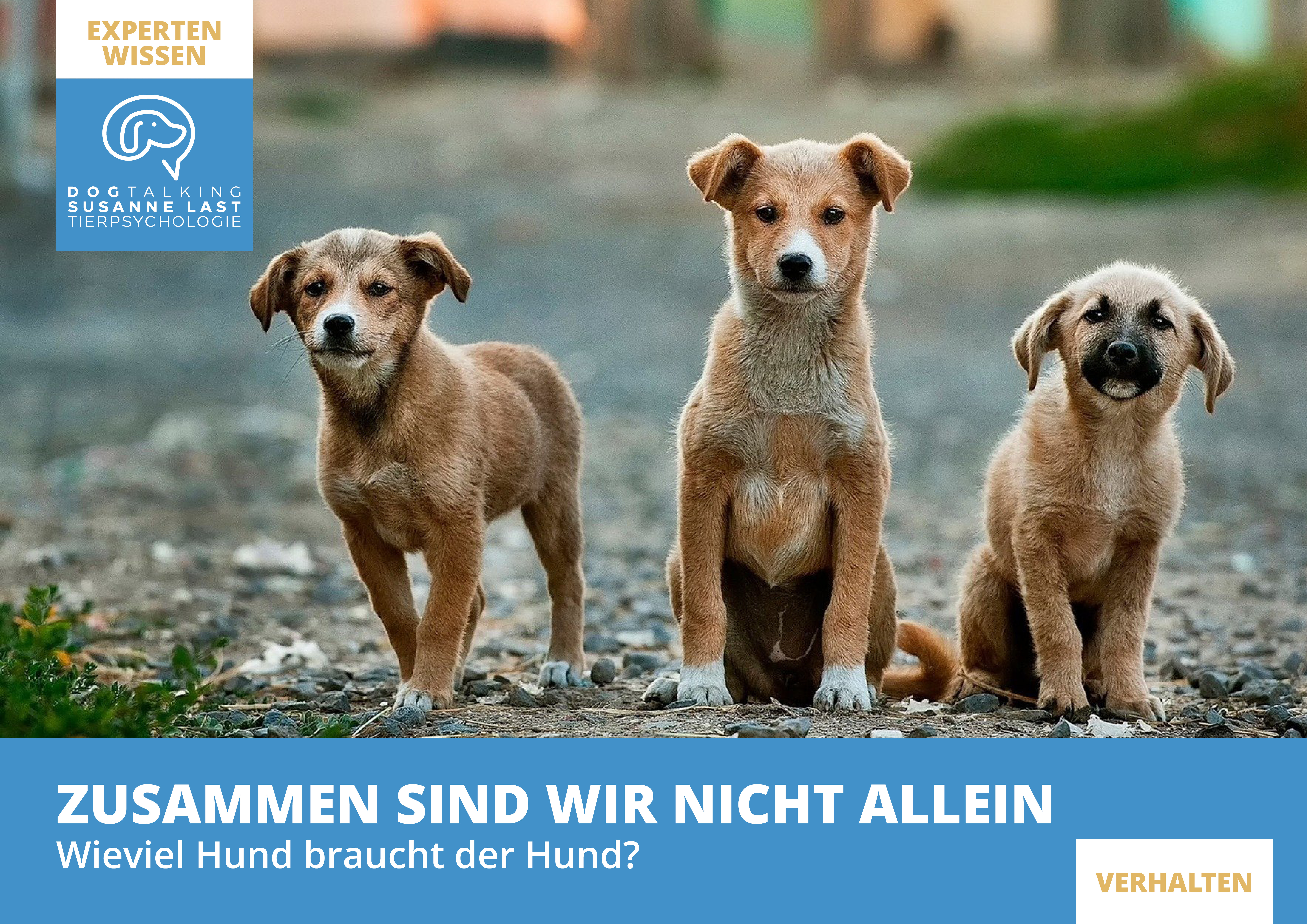 Zusammen sind wir nicht alleine - wieviel Hund braucht der Hund in seinem Leben?