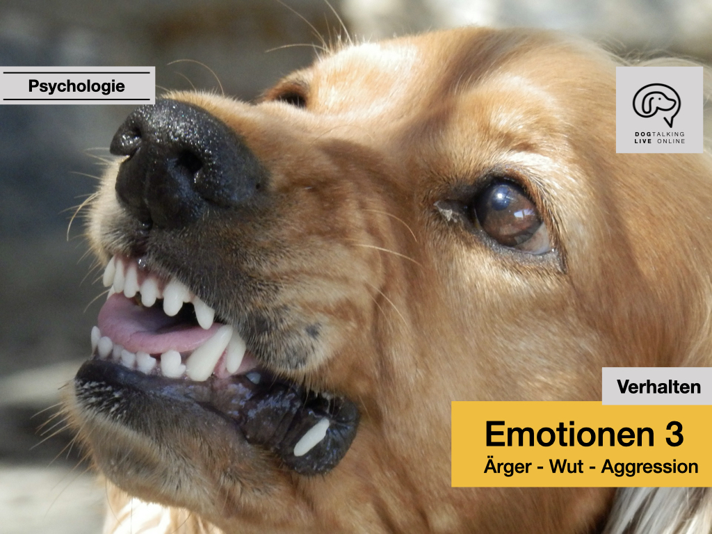Emotionen 3: Ärger, Wut und Aggression