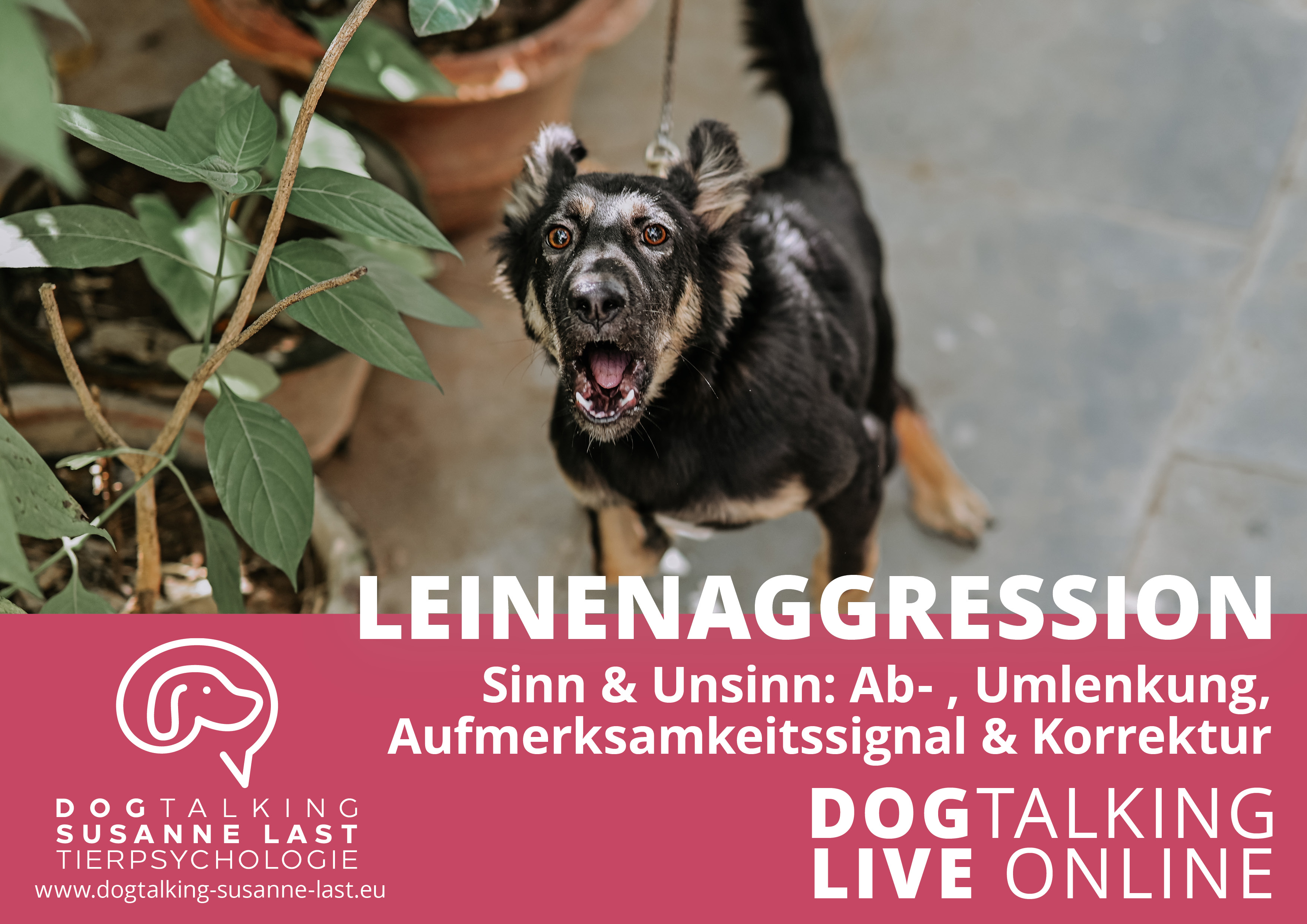 Leinenaggression Sinn & Unsinn Ab- und Umlenkung, Aufmerksamkeitssignal, Korrektur