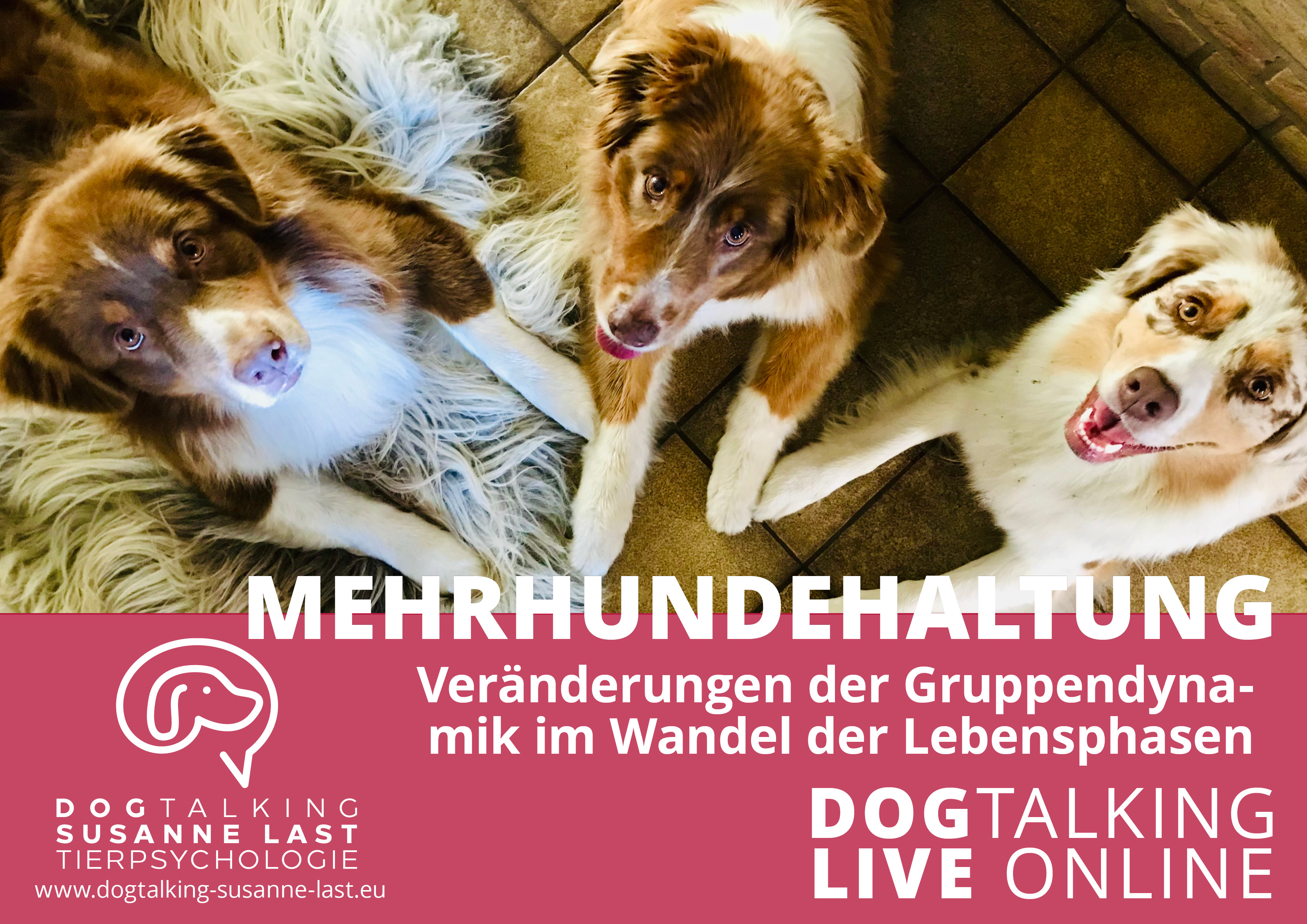  Mehrhundehaltung  - Veränderung der Gruppendynamik im Wandel der Lebensphasen