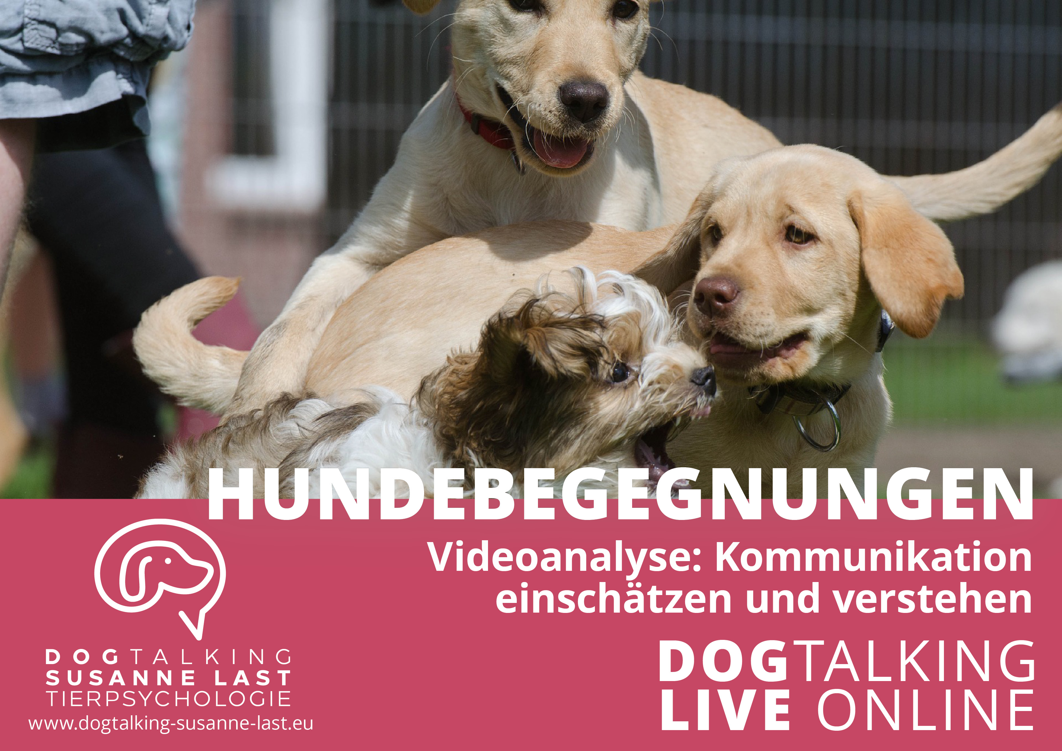 Hundebegegnungen -  Videoanalyse - Kommunikation einschätzen und verstehen