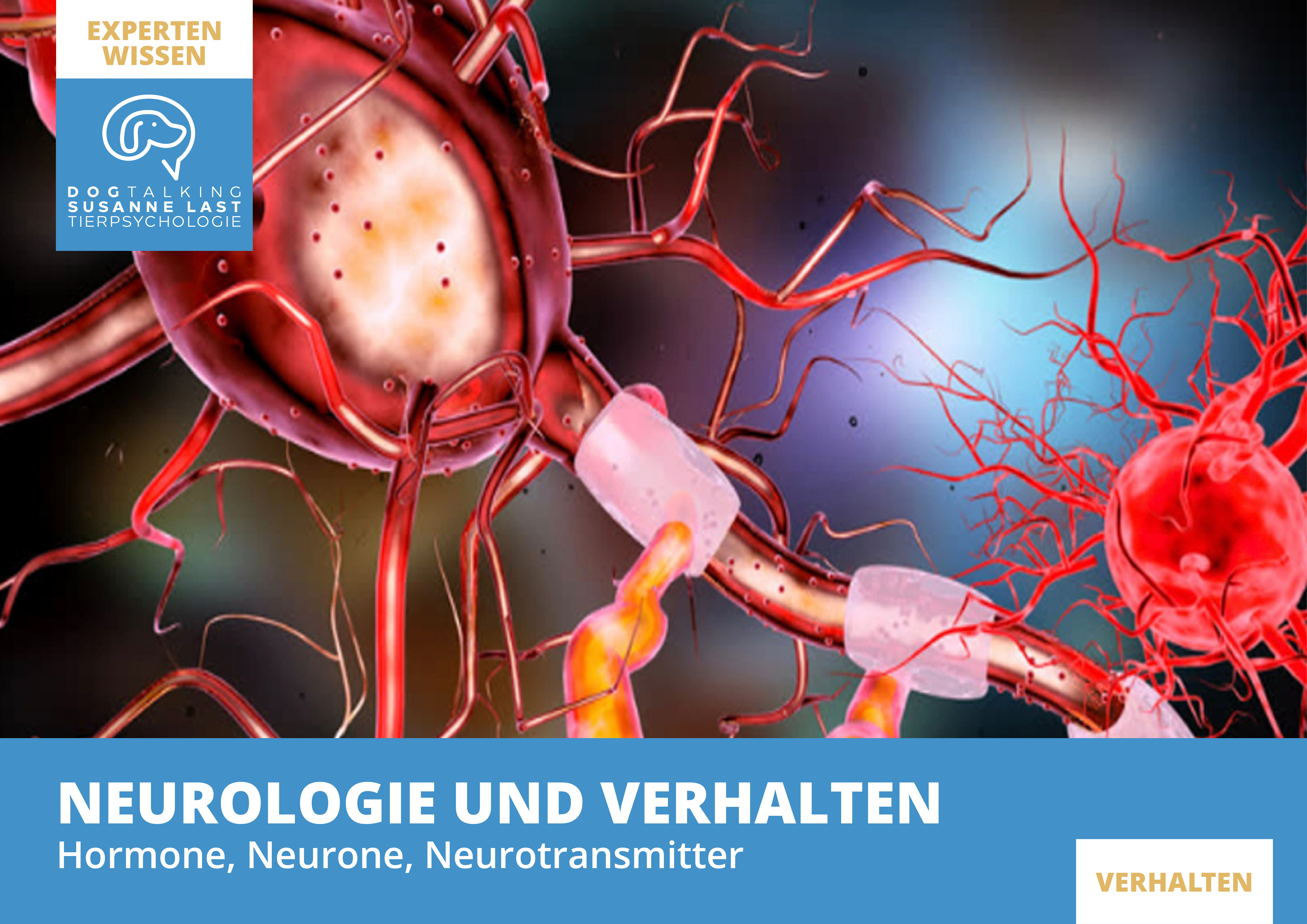 Neurologie und Verhalten - Hormone, Neurone, Neurotransmitter