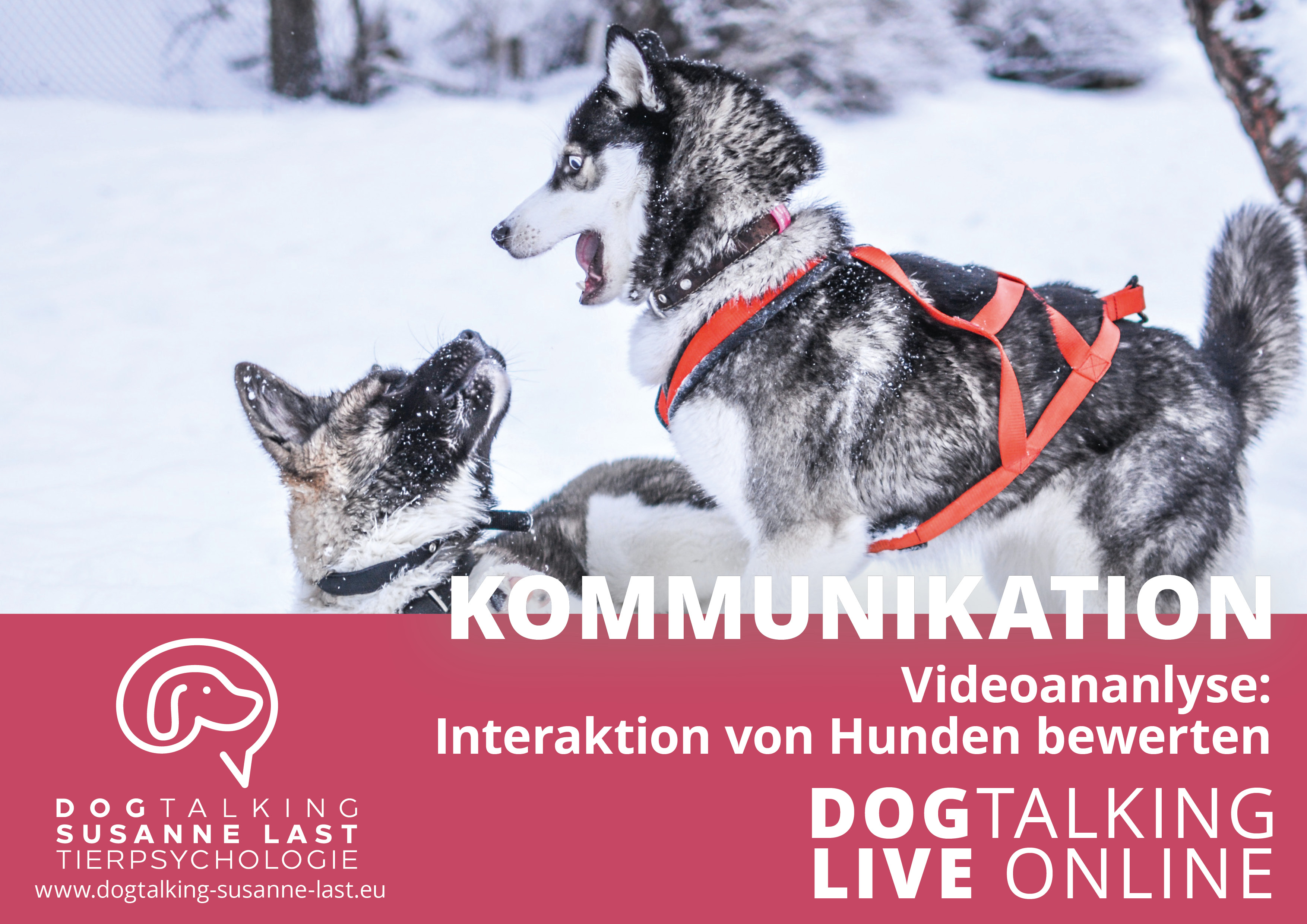 Kommunikation Videoanalyse: Interaktion von Hunden bewerten