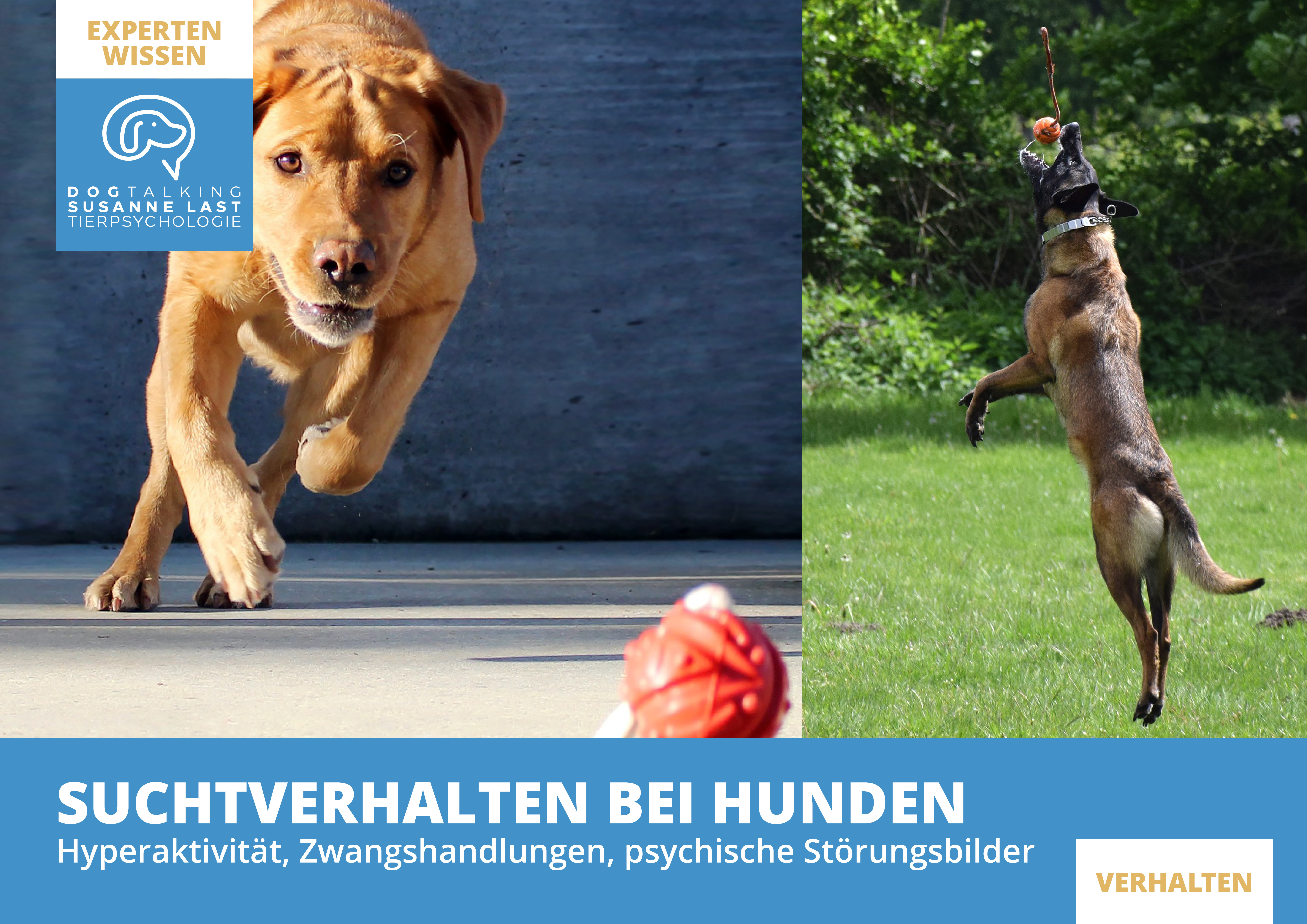 Suchtverhalten bei Hunden - Hyperaktivität, Zwangshandlungen, psychische Störungsbilder