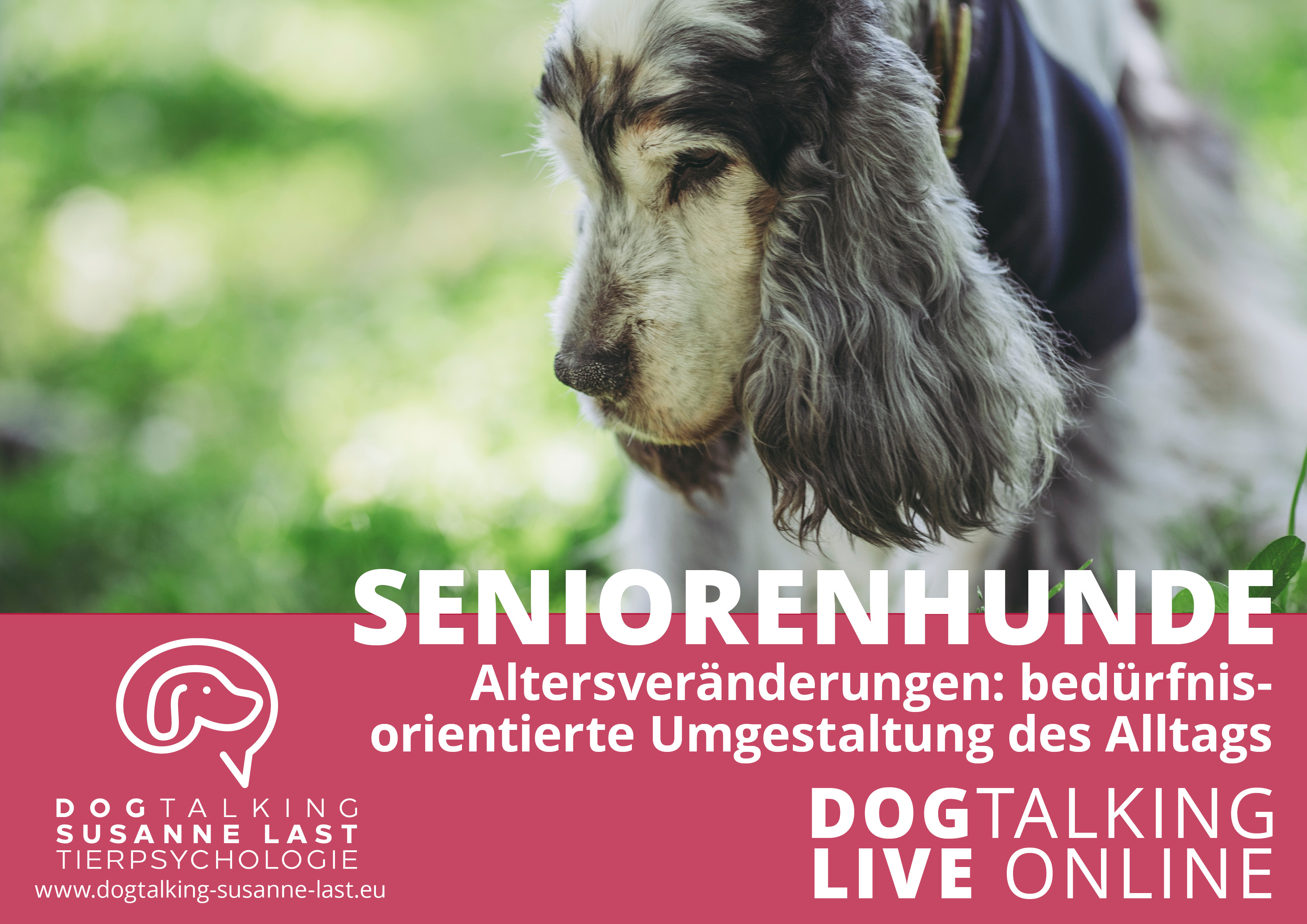 Seniorenhunde: Altersveränderungen - bedürfnisorientierte Umgestaltung des Alltags