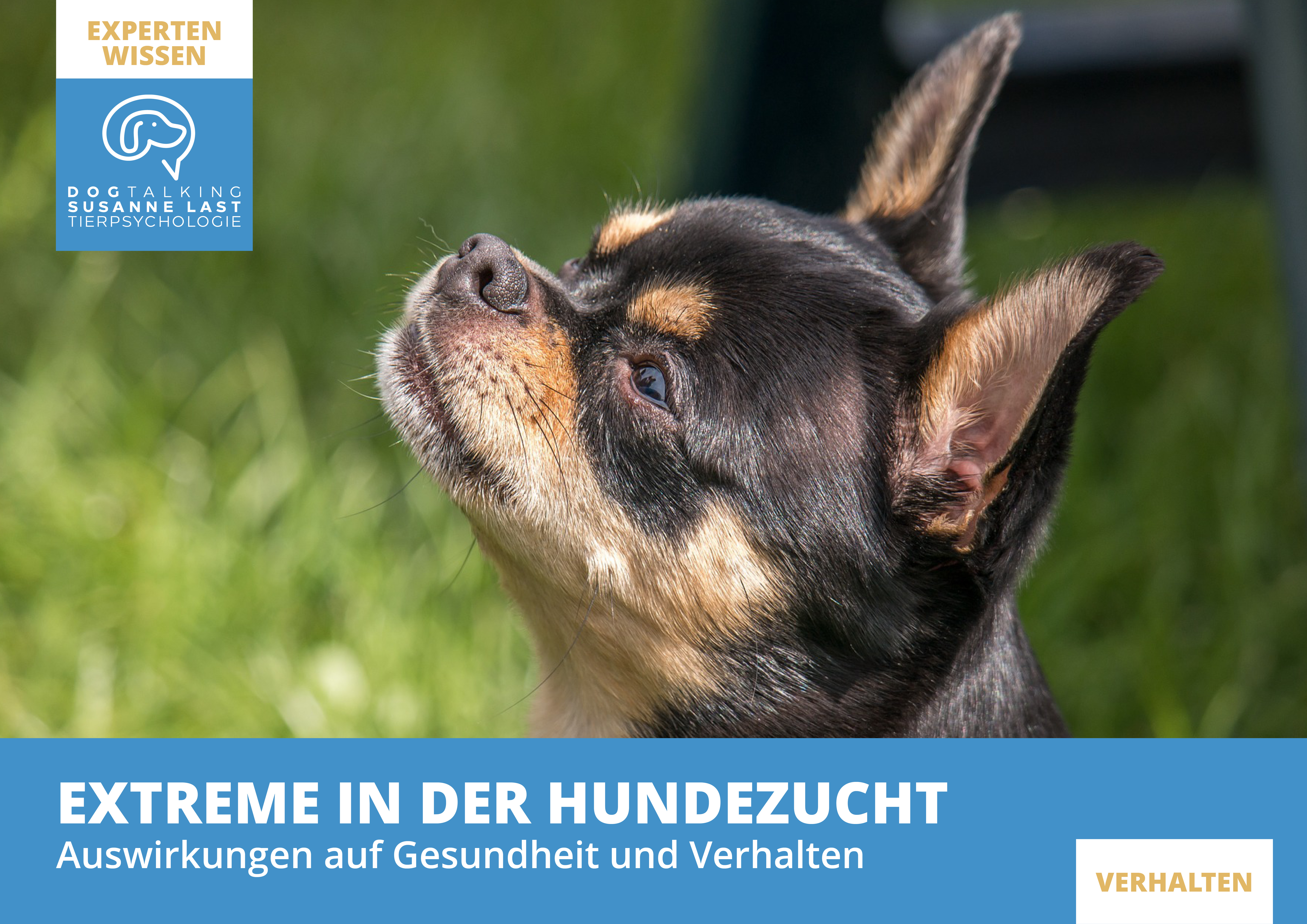 Extreme in der Hundezucht - Auswirkungen auf Gesundheit und Verhalten