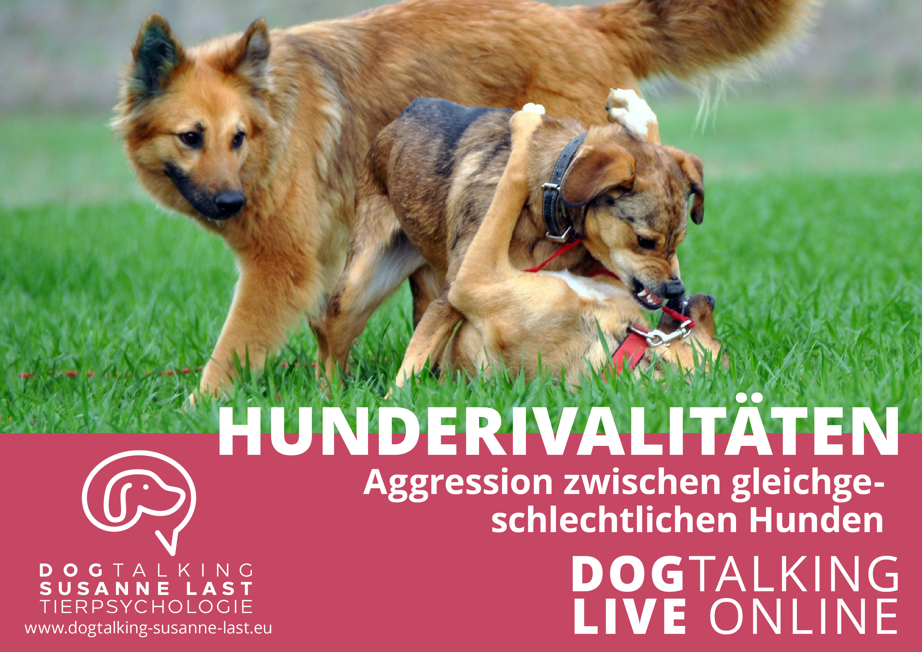 Hunderivalitäten: Aggression zwischen gleichgeschlechtlichen Hunden
