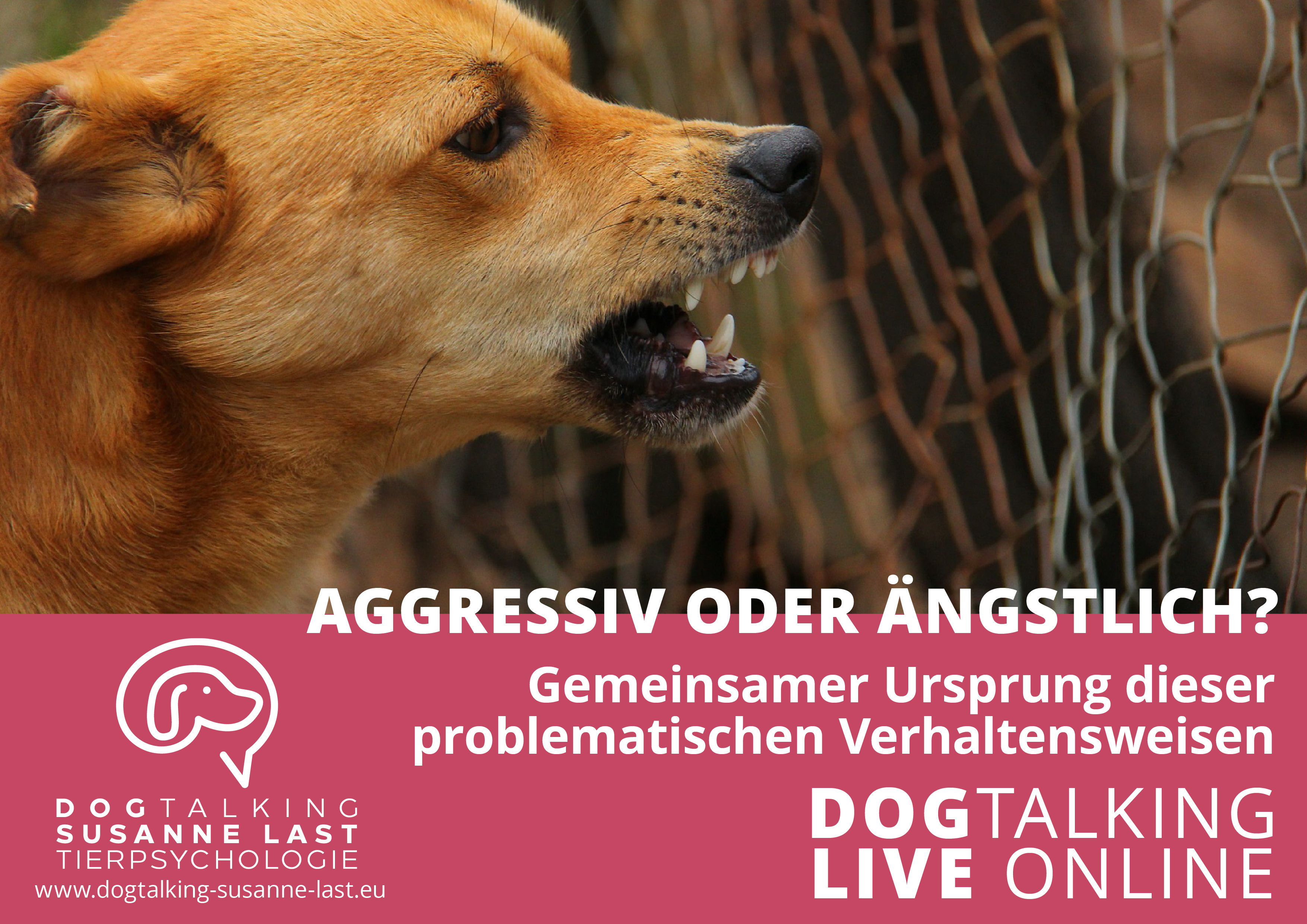 Aggressiv oder ängstlich?  Gemeinsamer Ursprung dieser problematischen Verhaltensweisen