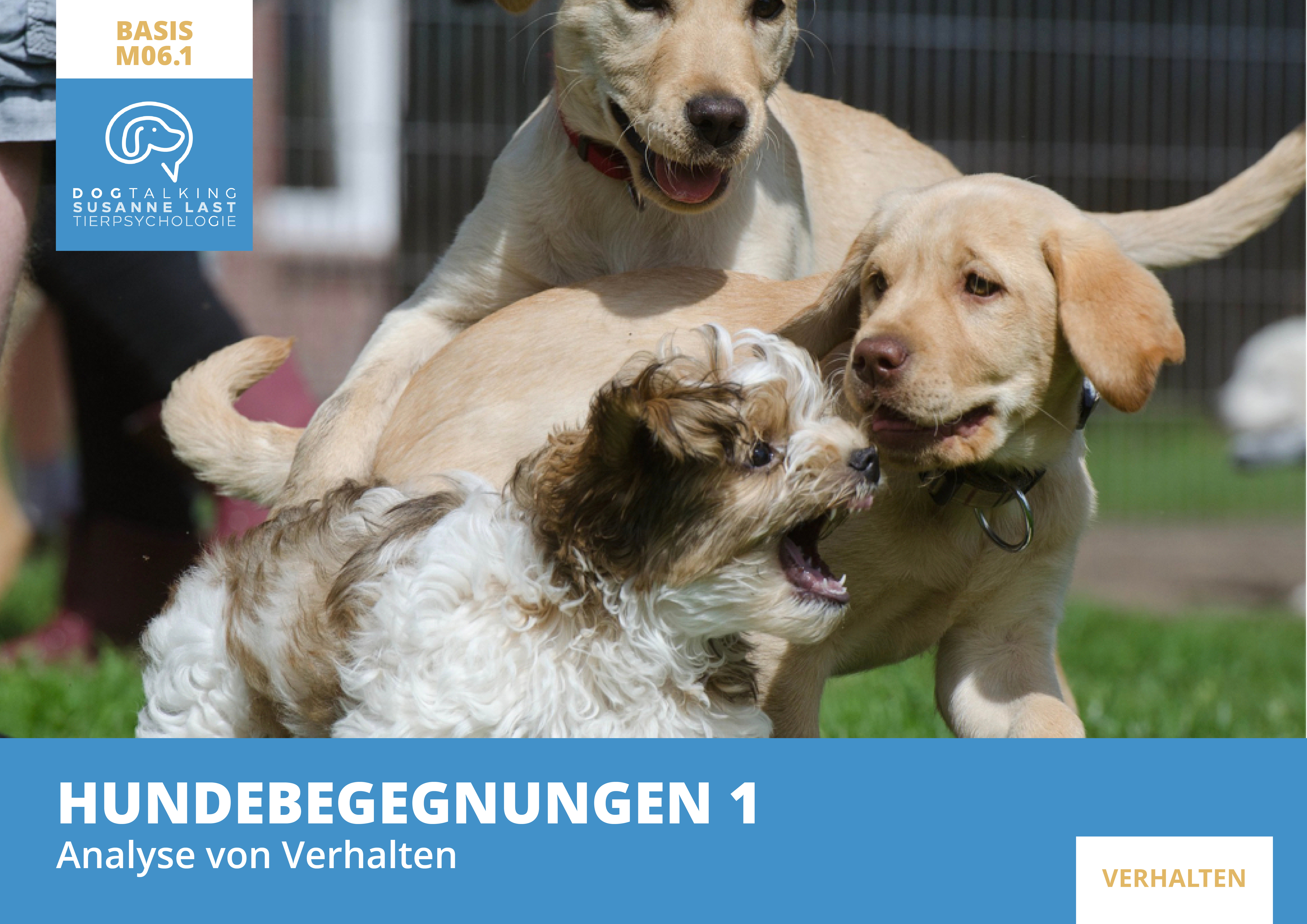 M06.1 Hundebegegnungen 1 - Analyse von Verhalten