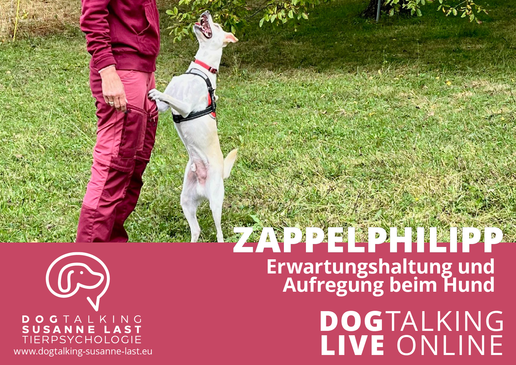 Zappelphilipp: Aufregung und Erwartungshaltung beim Hund
