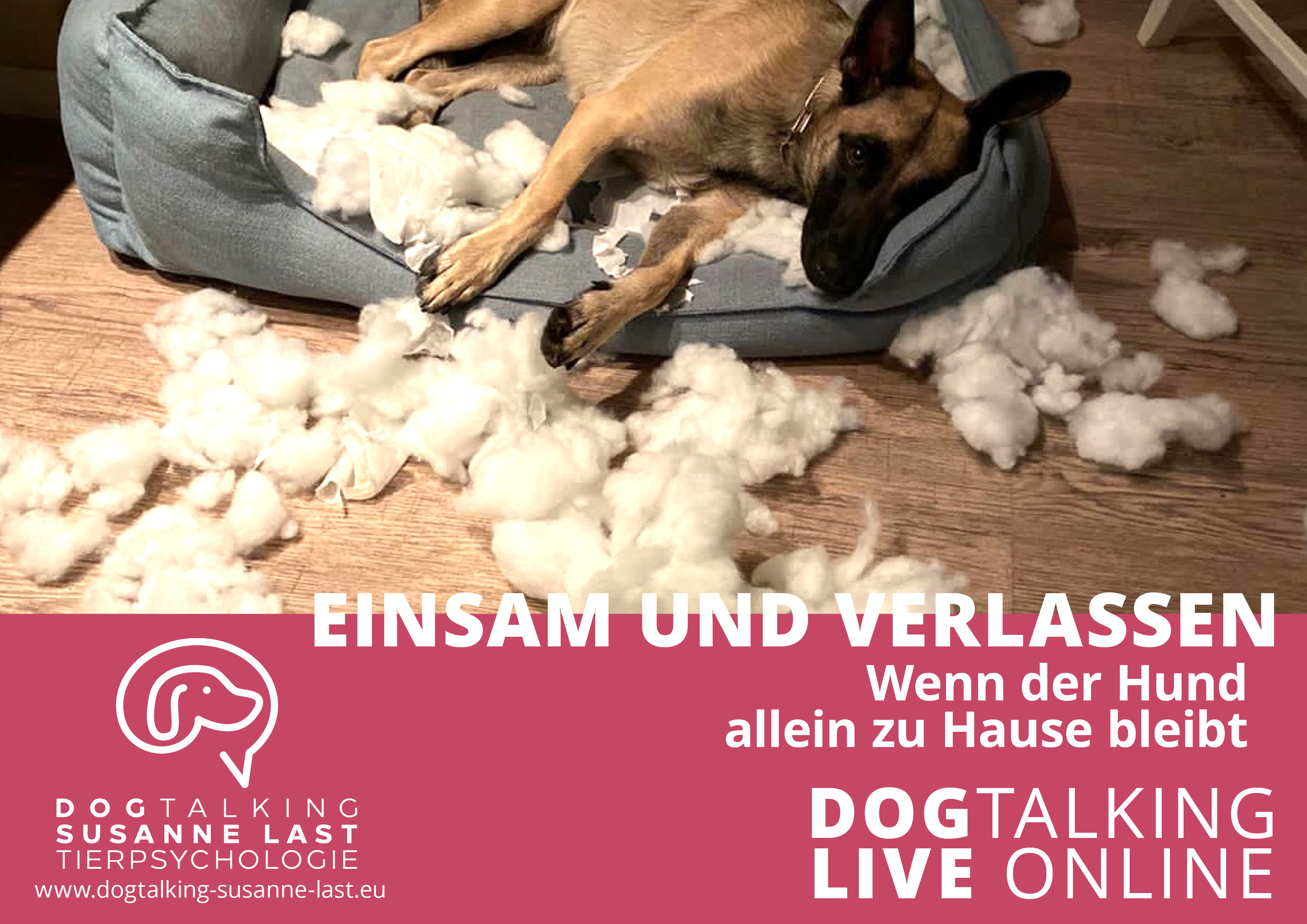 Einsam und verlassen - wenn der Hund allein zu Hause bleibt