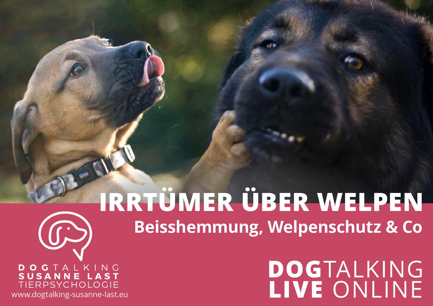 Irrtümer über Welpen - Welpenschutz, Beisshemmung & Co. 