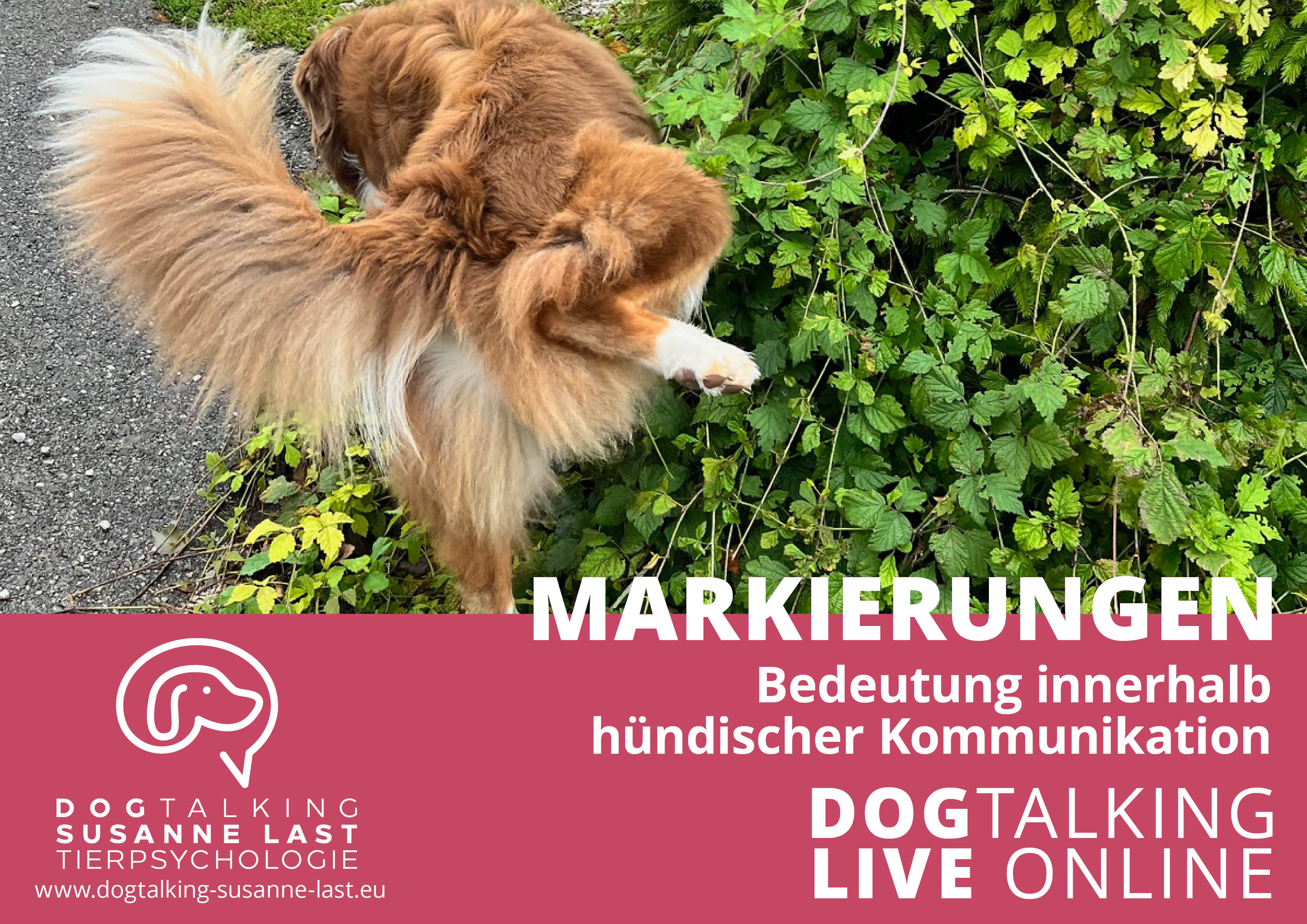 Markierungen Bedeutung innerhalb hündischer Kommunikation